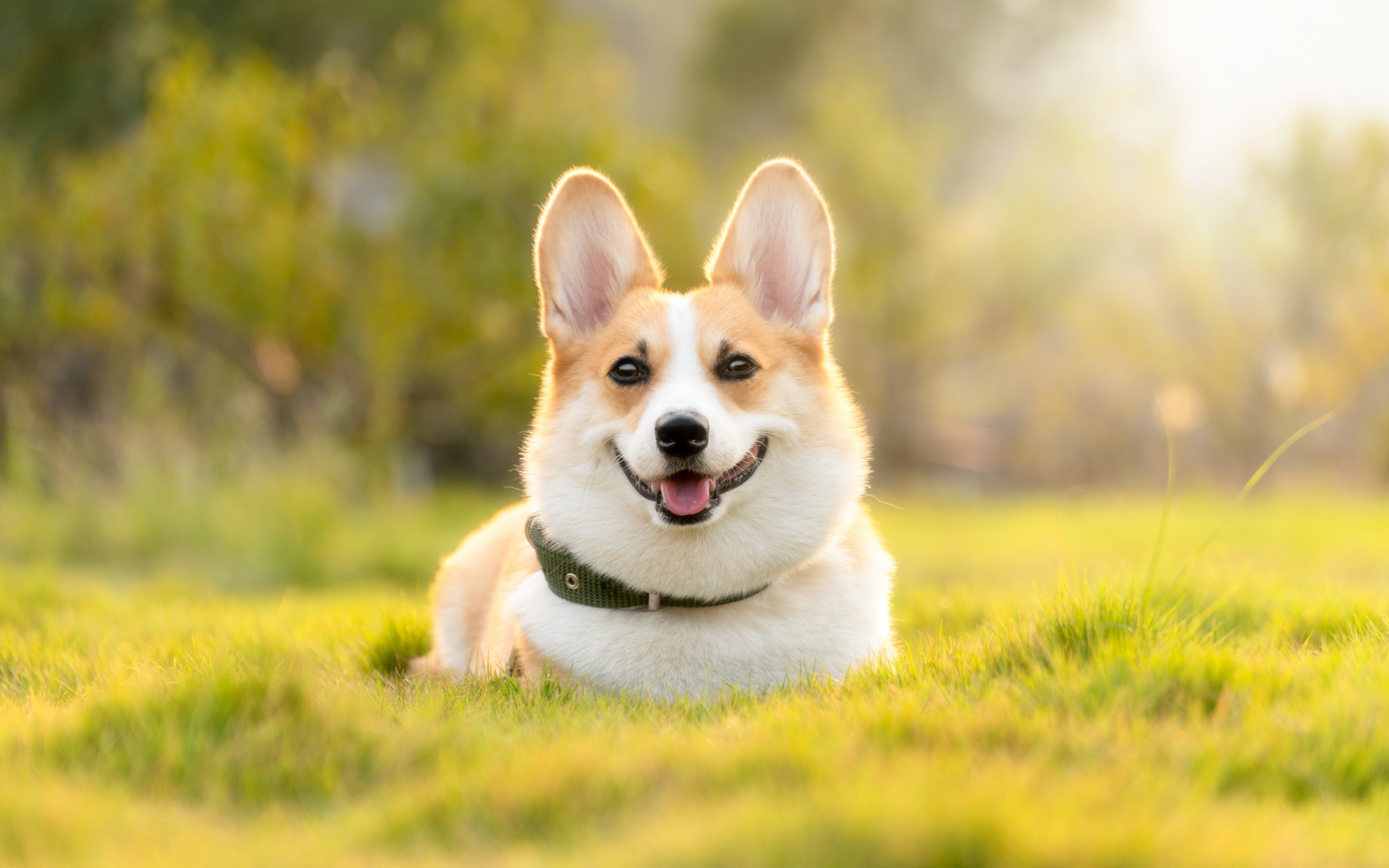 Download wallpaper 3840x2400 outdoor, husky dog 4k wallaper, 4k ultra HD 16:10 wallpaper, 3840x2400 HD background, 24856