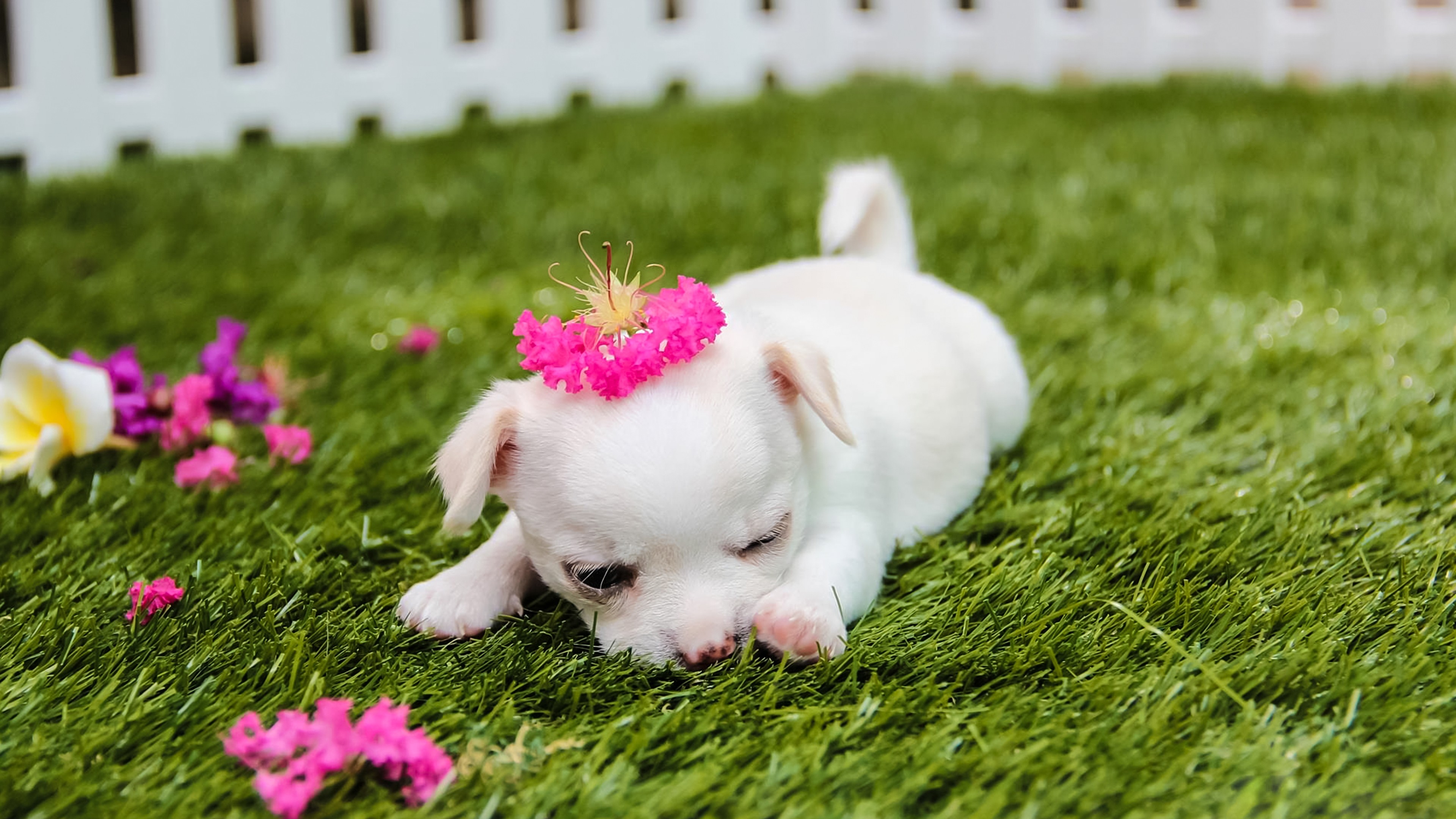 Free download 4k Cute Puppy Wallpaper Desktop Wallpaper High Definition Amazing [3840x2160] for your Desktop, Mobile & Tablet. Explore Cute Puppy Picture For Wallpaper. Cute Puppy Picture Wallpaper, Cute