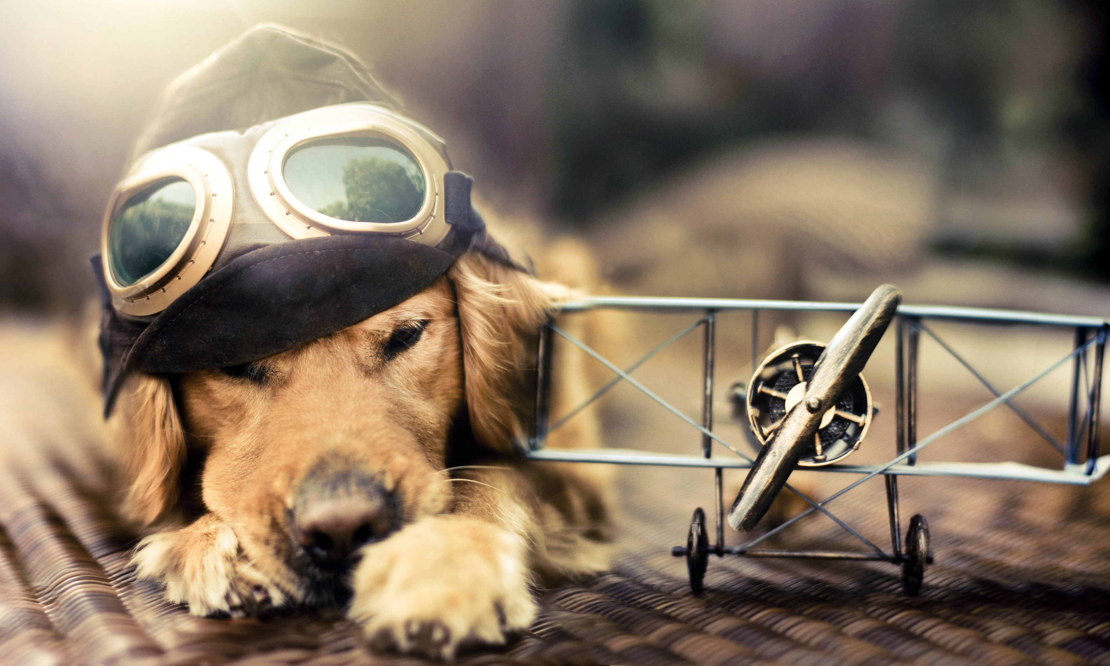 3840x2305 puppy 4k wallpaper picture free