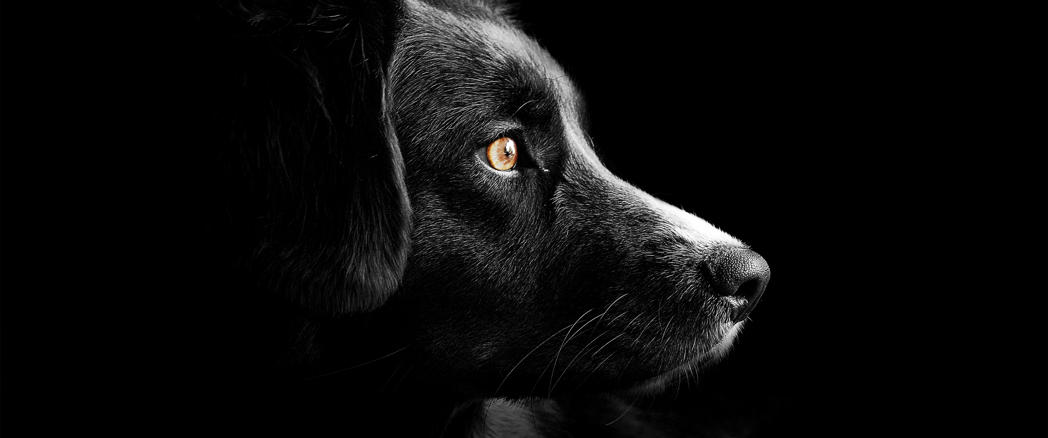 Black dog Wallpaper 4K, Cute puppies, Animals