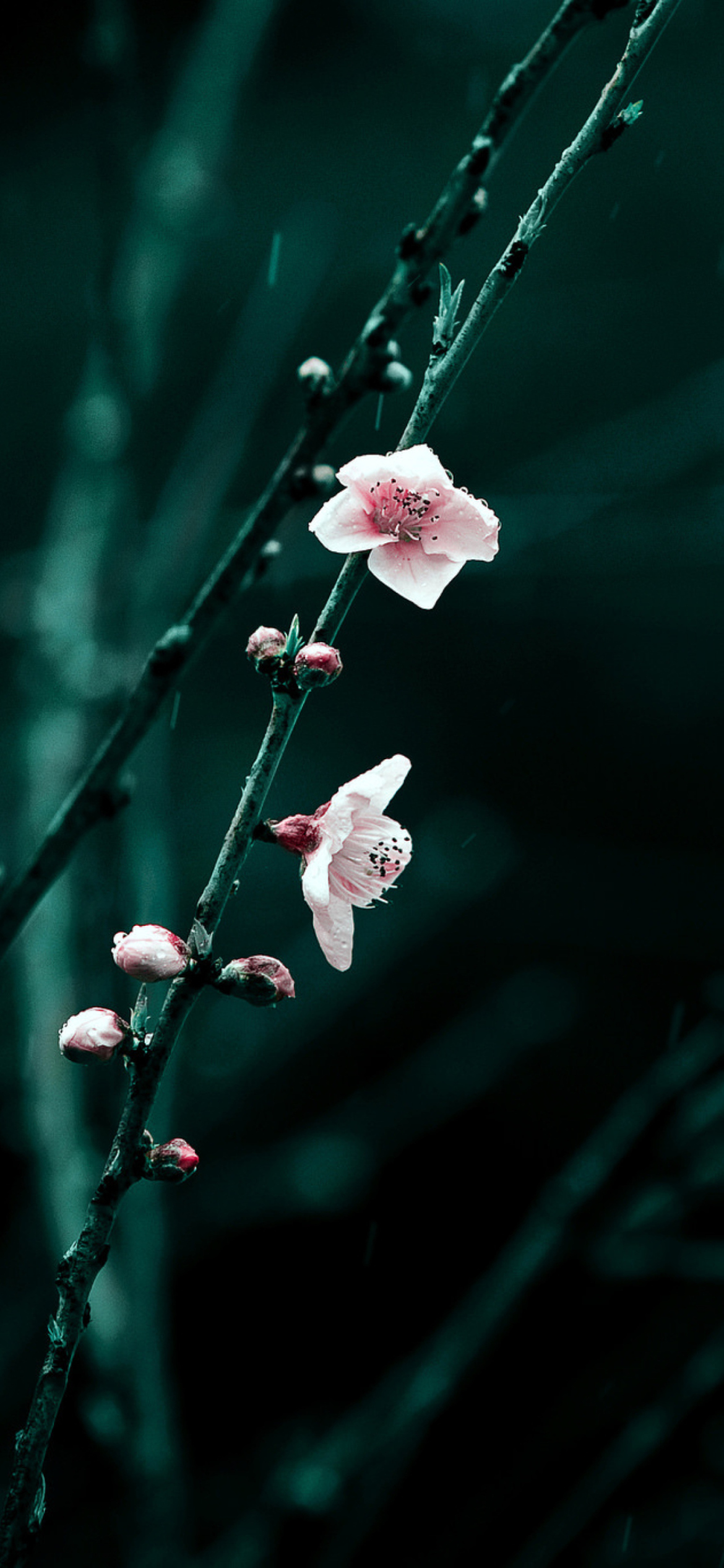 Spring Cherry Blossom Wallpaper for iPhone 11