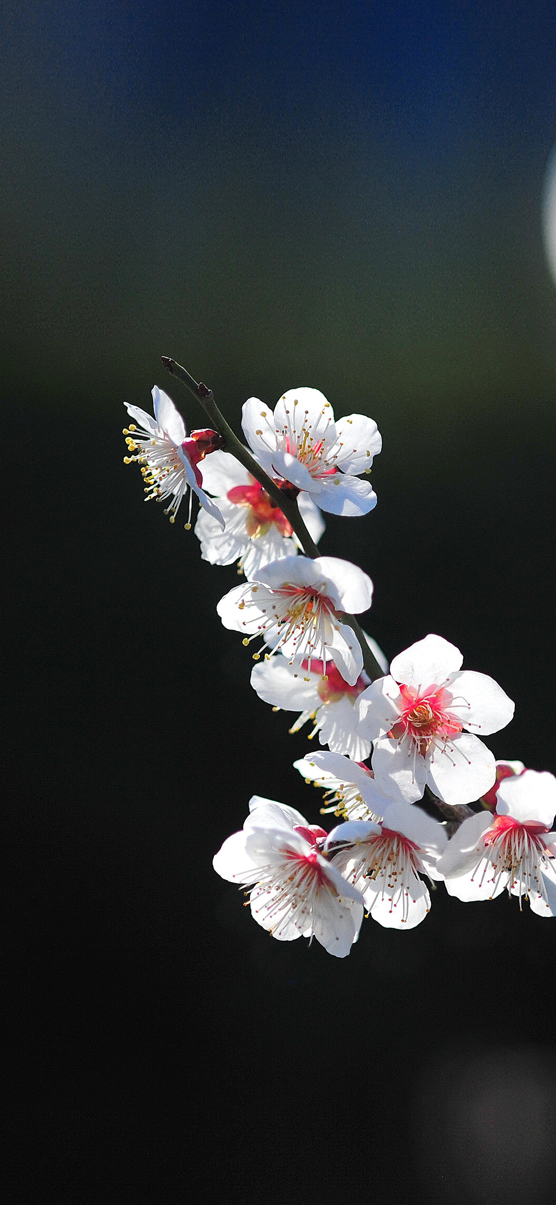 Spring Flower Sakura Nature Tree