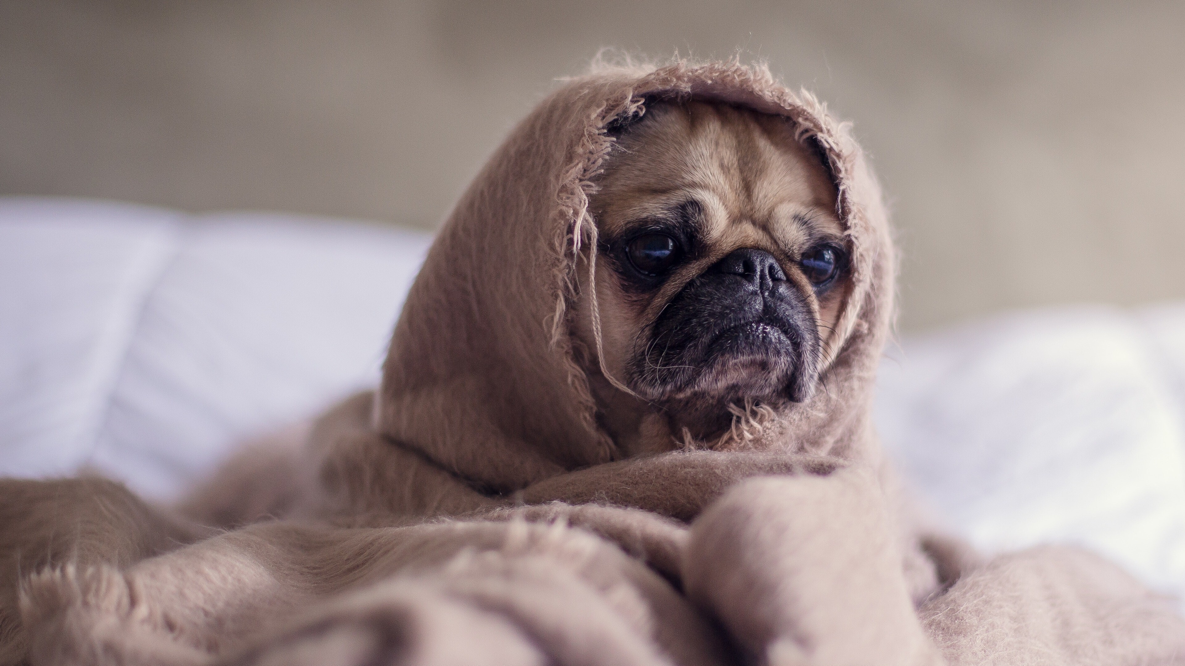 Funny Dog Puppy Wrapped in Blanket 4K Wallpaper