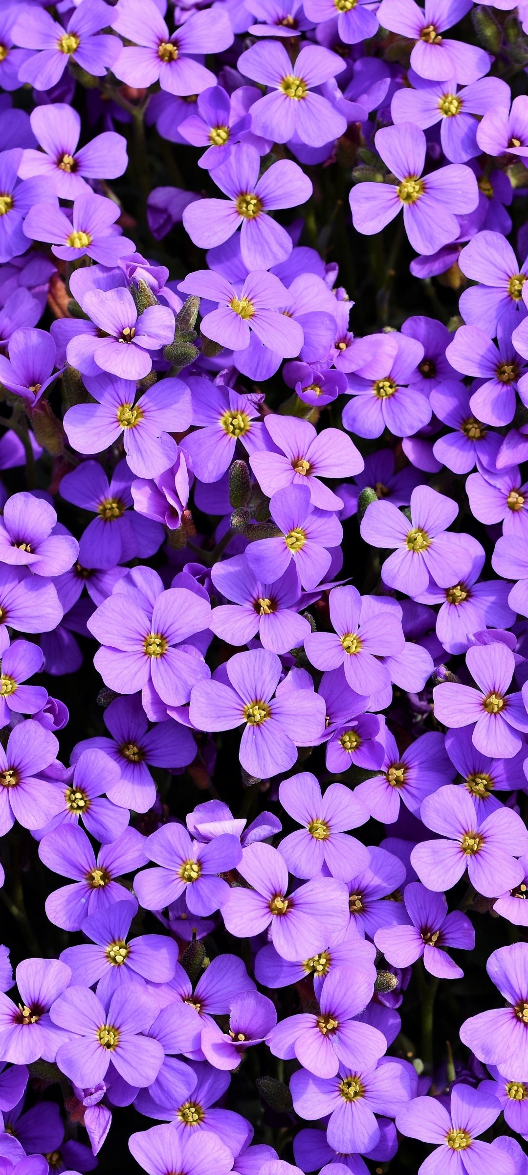 purple color flower wallpaper