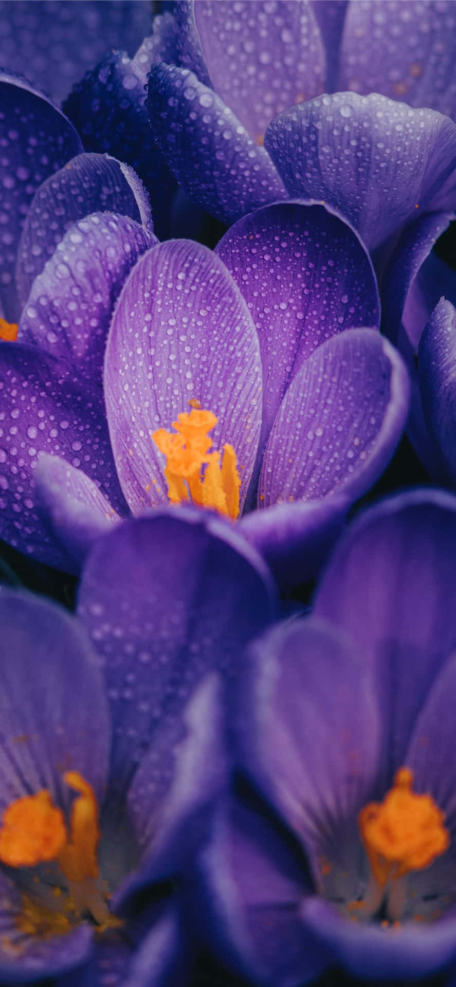 Wet Purple Flowers Wallpaper
