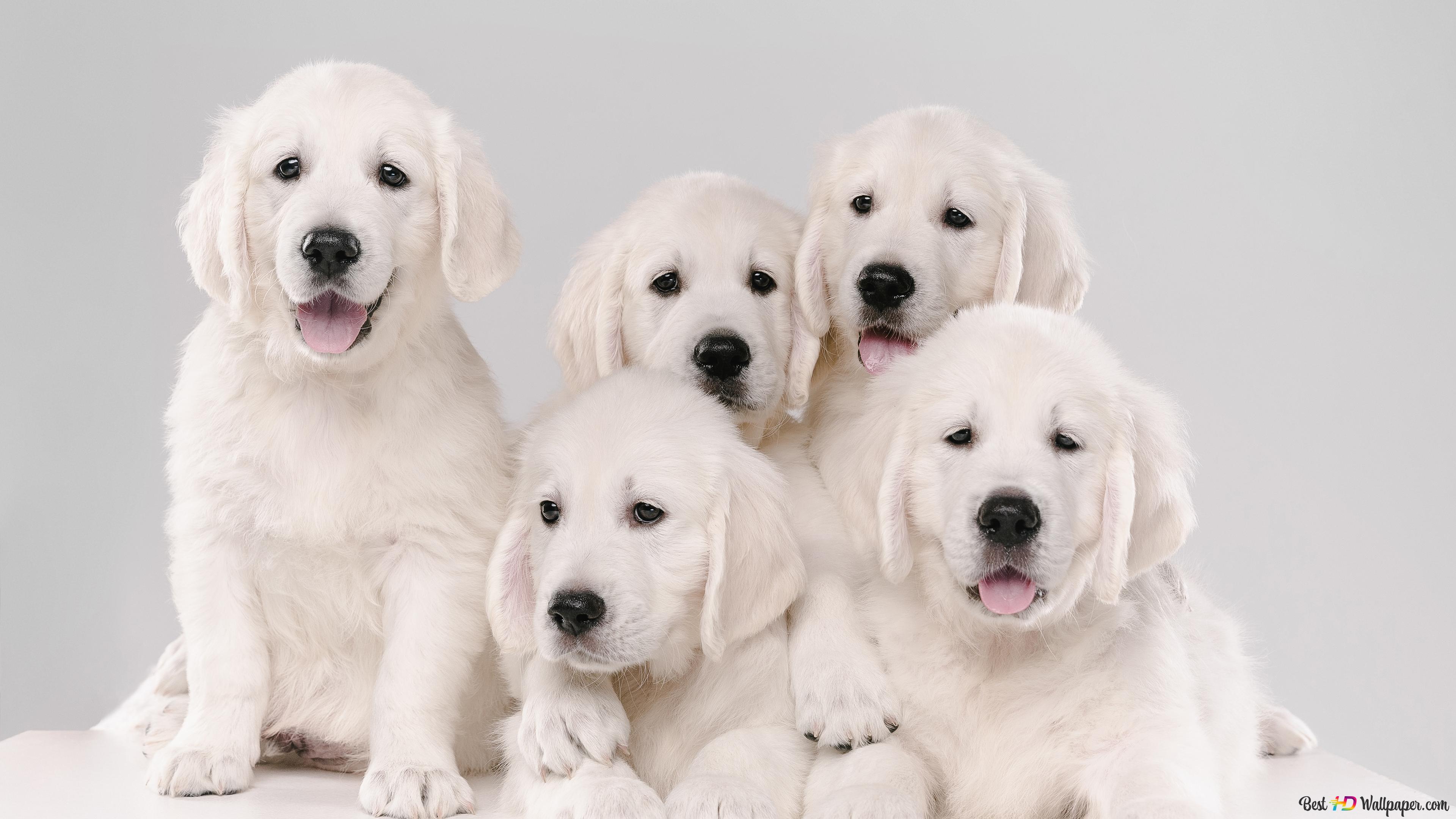 White golden puppies 4K wallpaper download