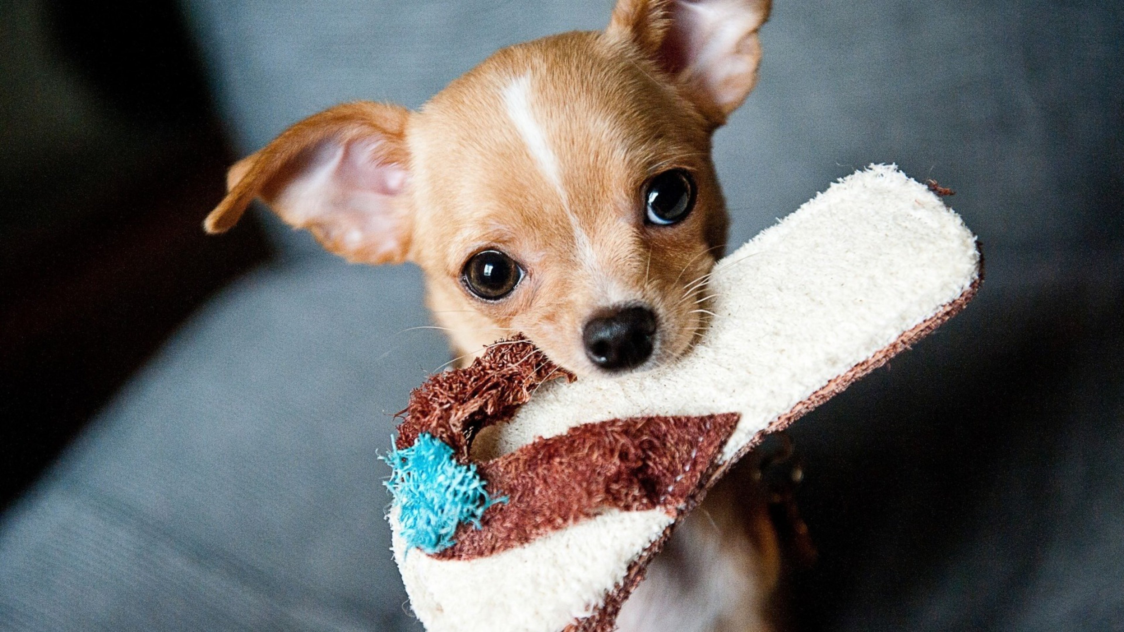 Chihuahua puppy Wallpaper 4k Ultra HD