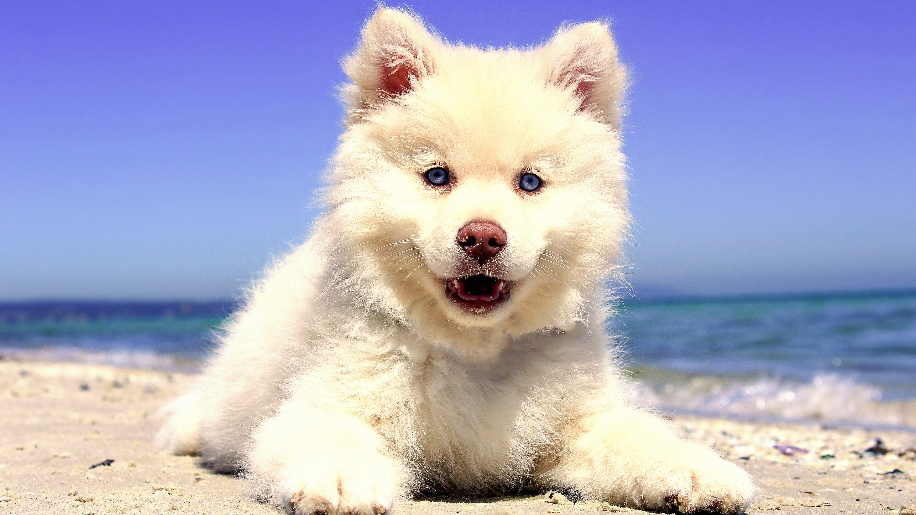 Beach Puppy 4K Wallpaper x 2160 pxK