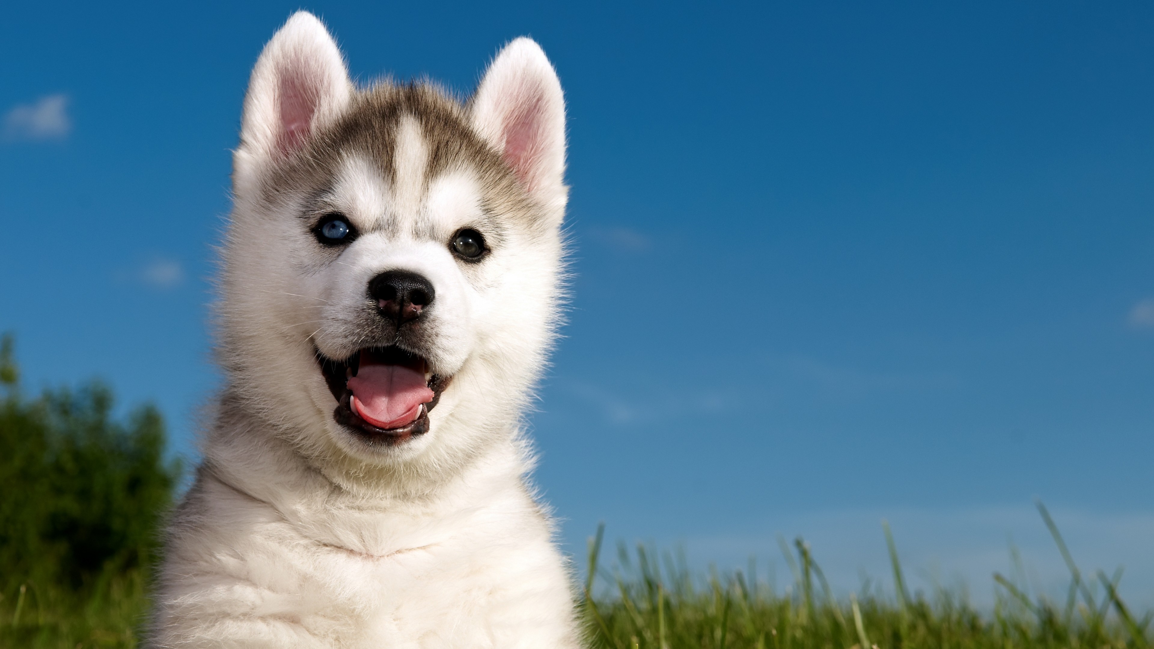 Wallpaper Husky, puppy, funny animals, cute animals, 4k, Animals