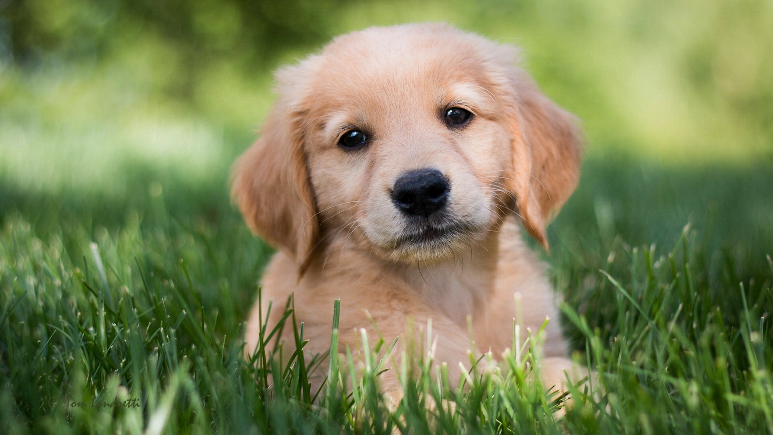 golden retriever dog puppy wallpaper 1080P, 2k, 4k HD wallpaper, background free download