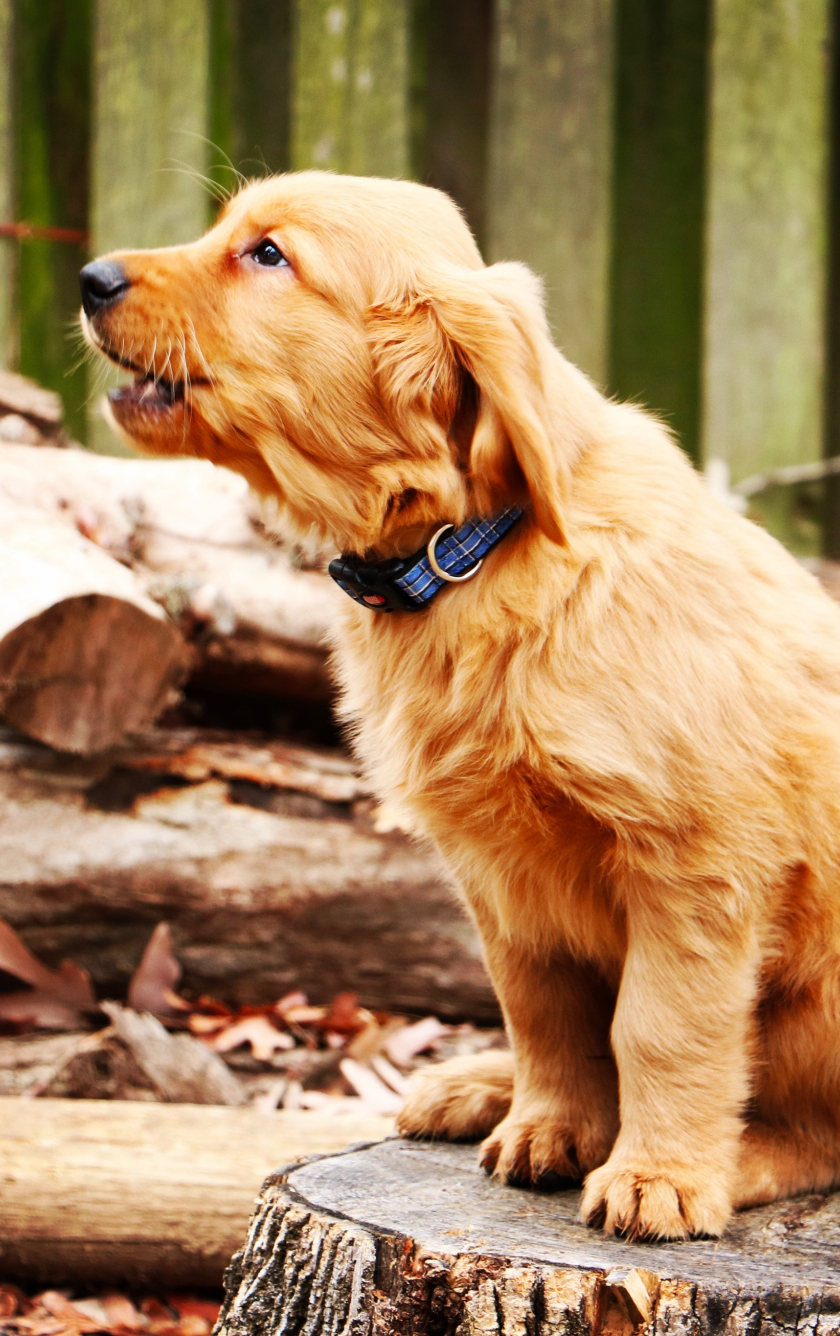 Download wallpaper 840x1336 golden