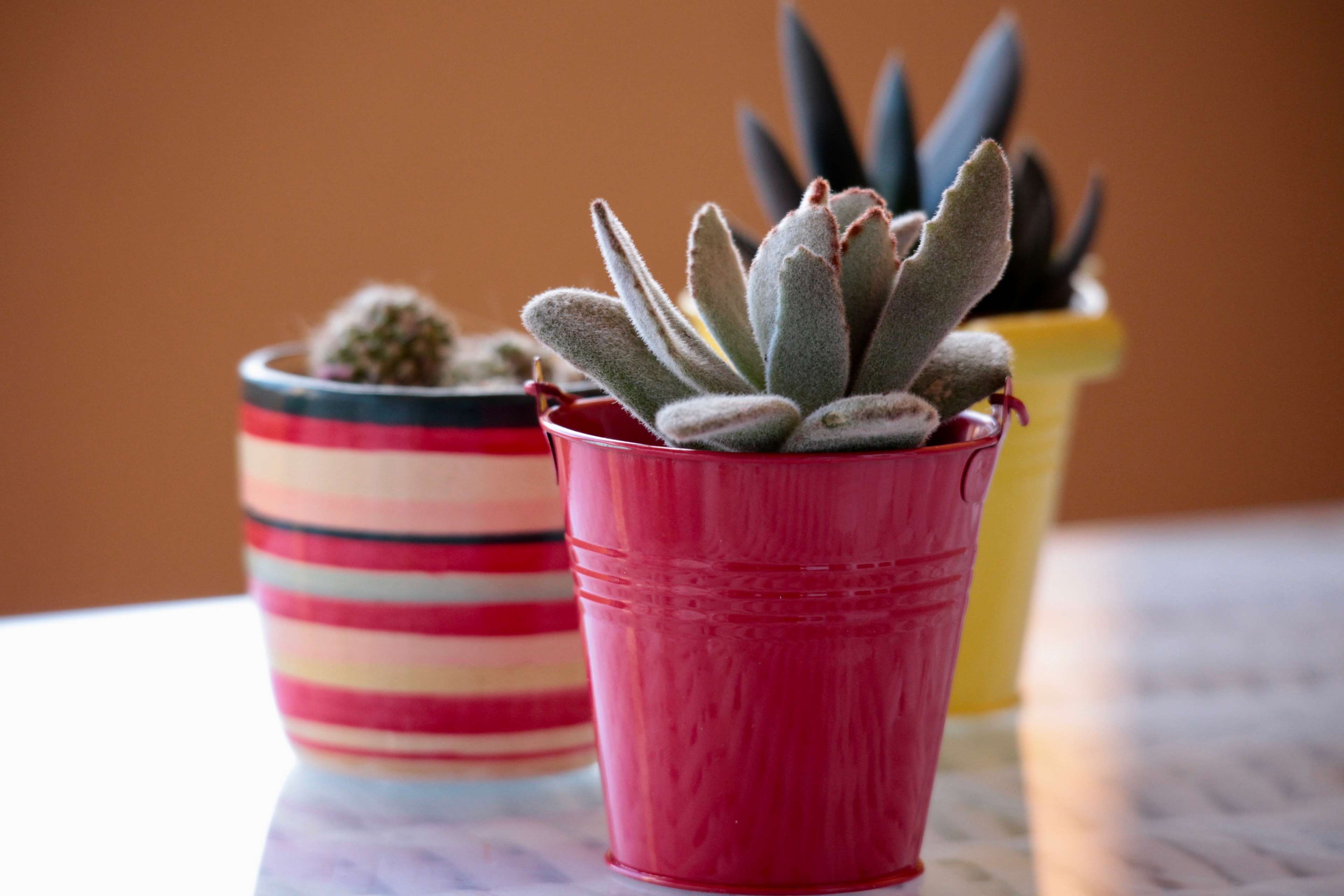 cactus, flora, flower, fuchsia, garden, green, leaves, nature, plant, plants, red, spring, succulent plant, summer, terrace, thorns, vase 4k wallpaper