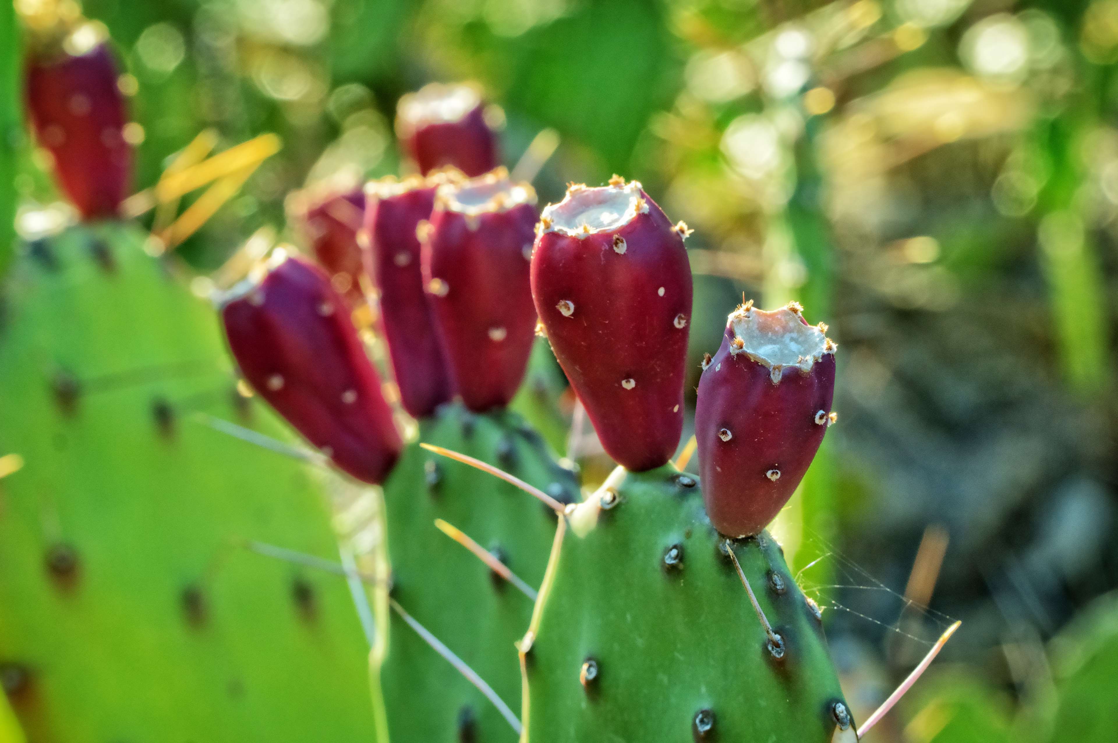 blur, botanical, cacti, cactus, cactus plant, close up, color, desert, exotic, flora, flower, garden, growth, husk, nature, outdoors, plant, prickly, sharp, spikes, spine, succulent, summer, thorns 4k Gallery HD Wallpaper