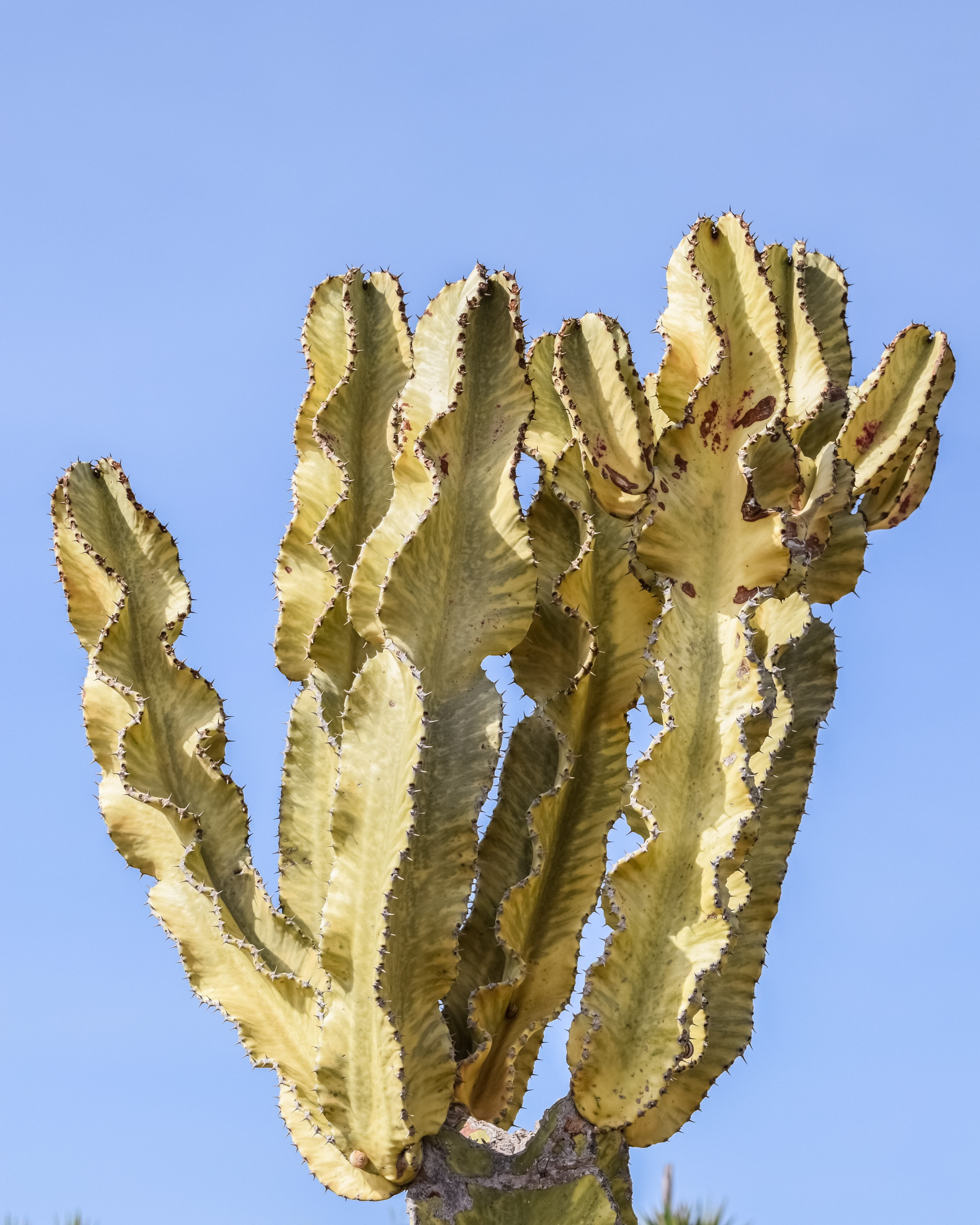 Wallpaper / succulent plant, summer, plant, sunlight, no people, flower, arid climate, low angle view, blue, 4K, clear sky, thorns, outdoors, growth, sharp, cactus free download