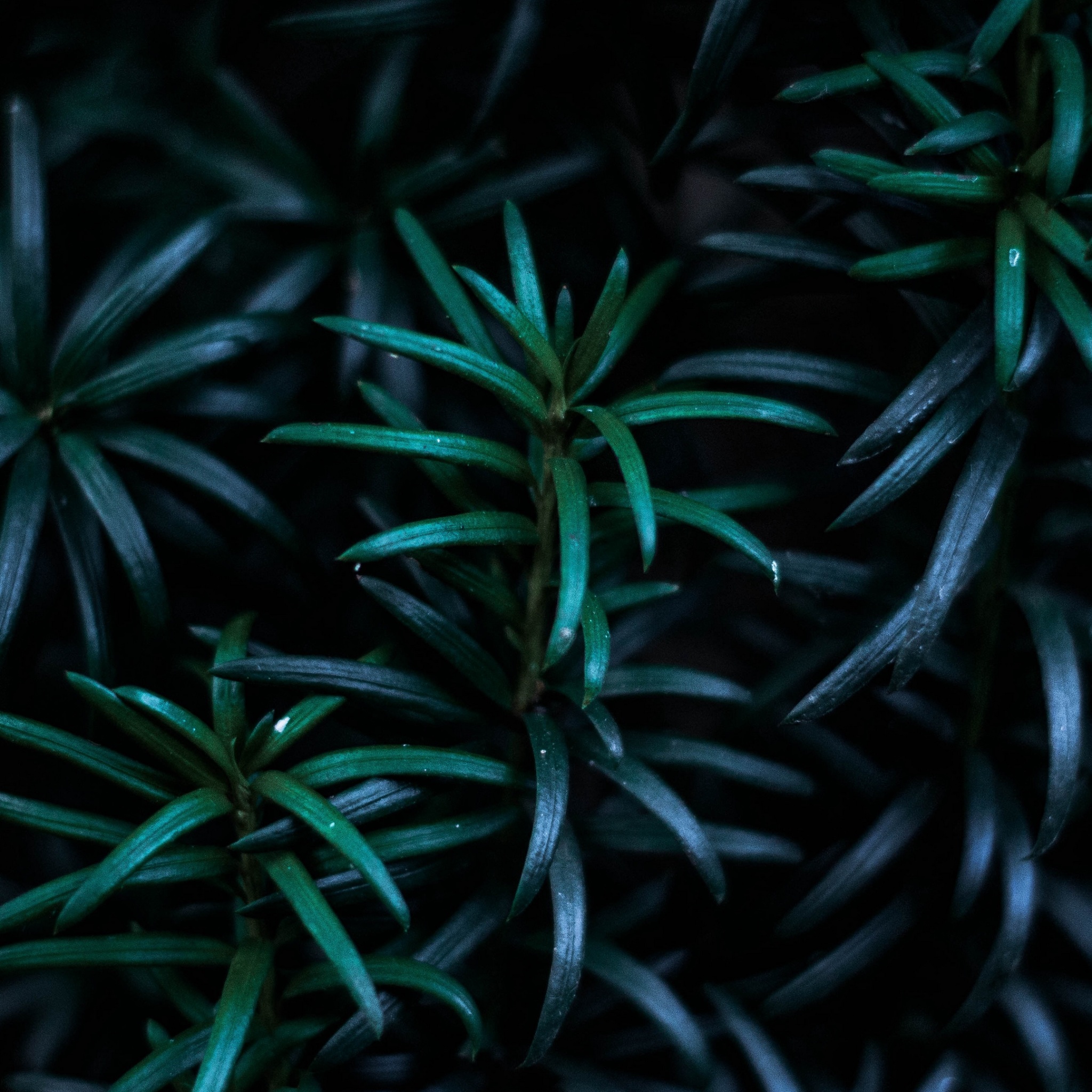Wallpaper 4k leaves, branches, dark, plant 4k Wallpaper