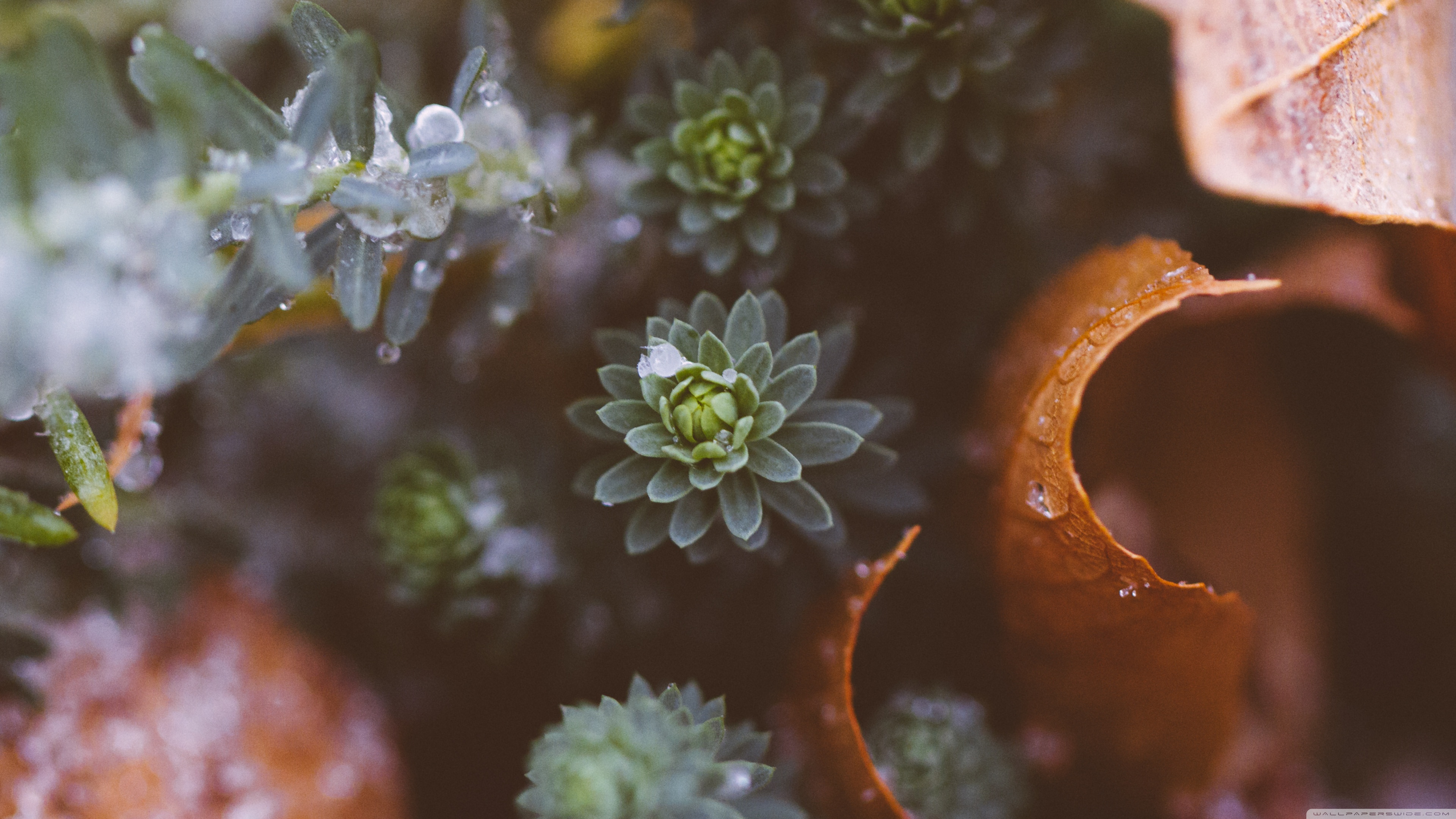 Plants Nature Ultra HD Desktop Background Wallpaper for 4K UHD TV, Widescreen & UltraWide Desktop & Laptop, Tablet