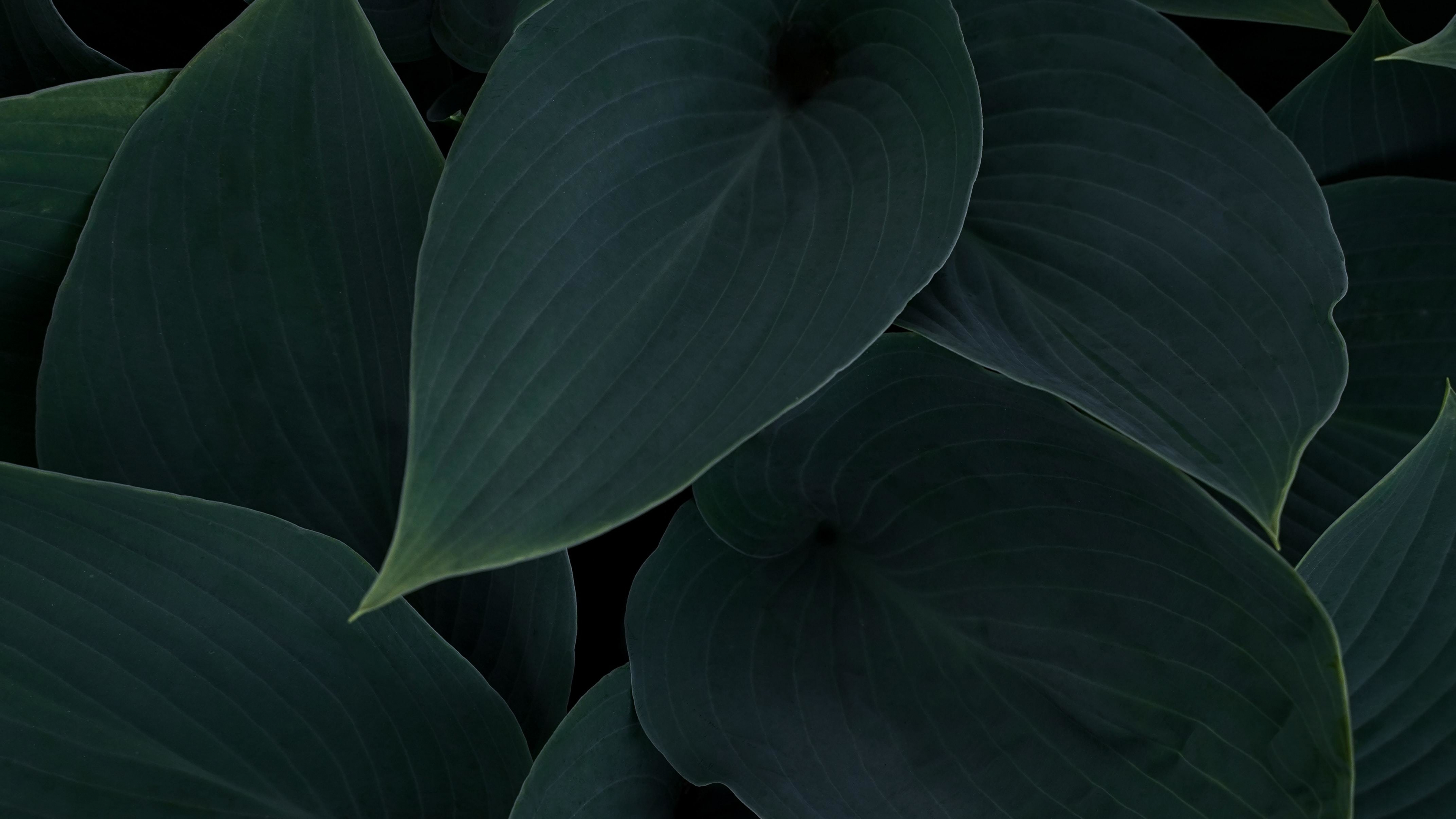 Download Wallpaper 3840x2160 Plant, Green Dark Leaves, Close Up 4k Wallpaper, Uhd Wallpaper, 16:9 Widescreen 3840x2160 HD Background, 27190