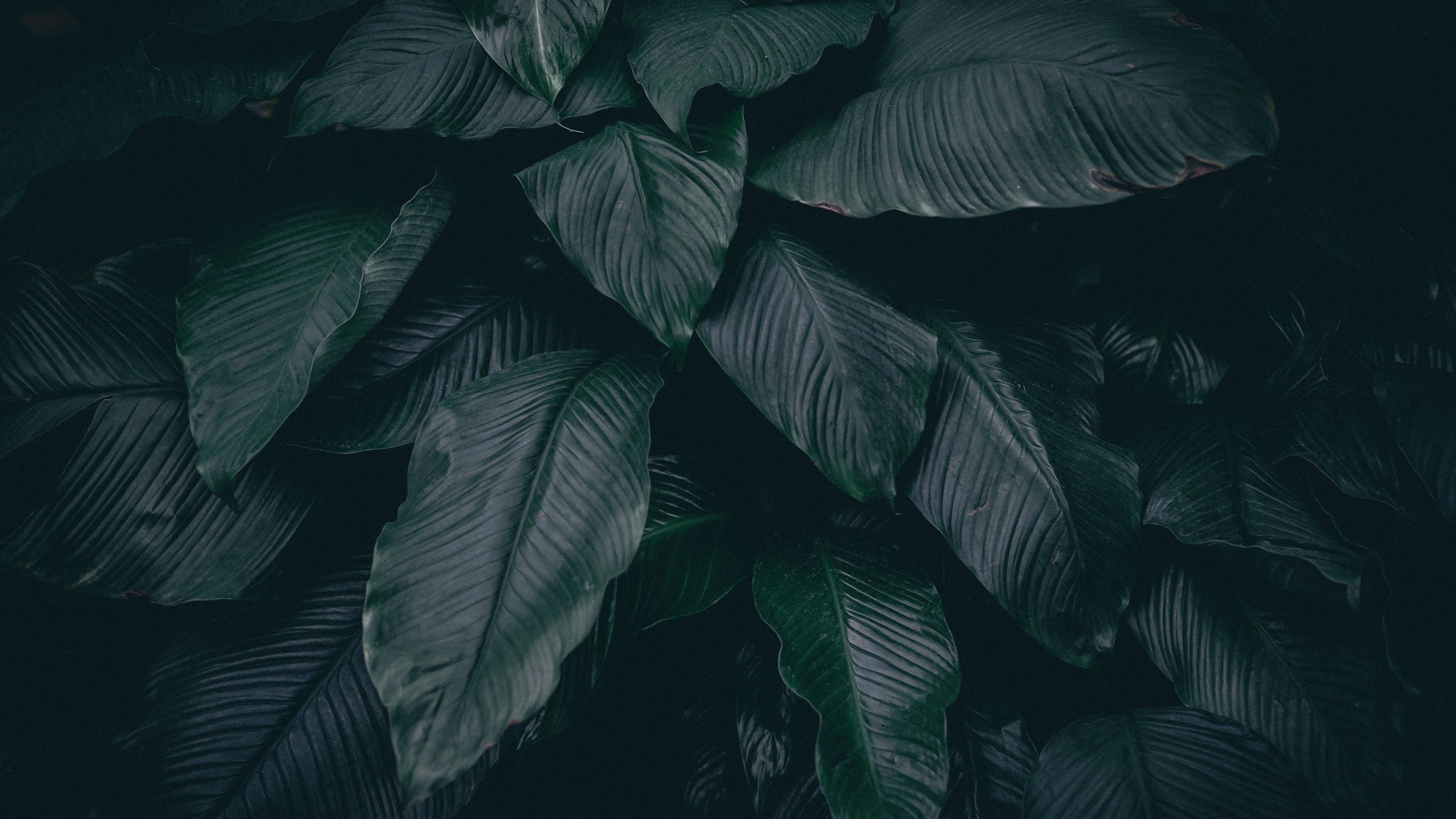 leaves, plant, dark, 4k HD Wallpaper