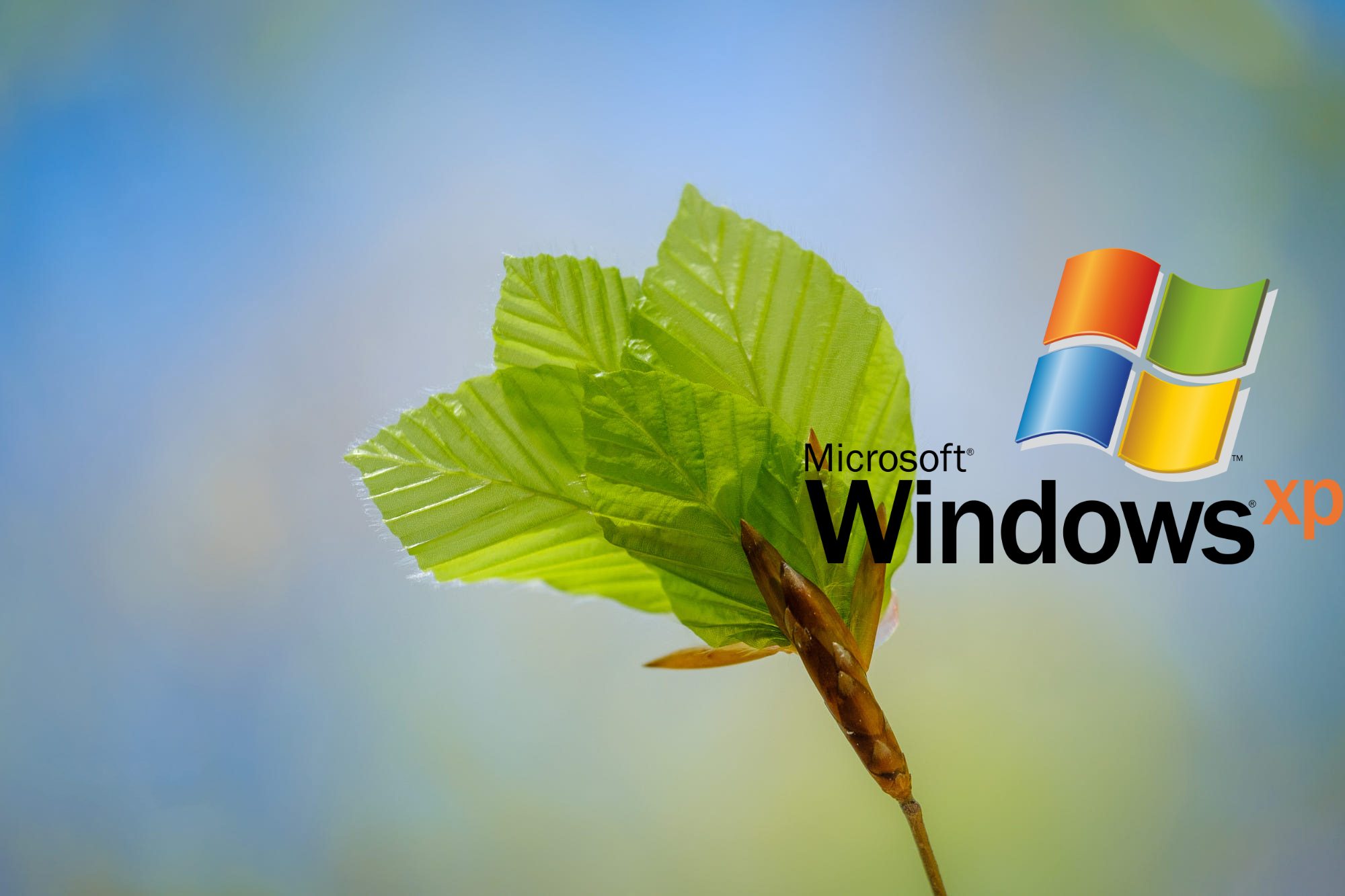 Wallpaper, macro, nature, logo, operating system 2000x1333 - ﾒ乇ﾶﾑひ