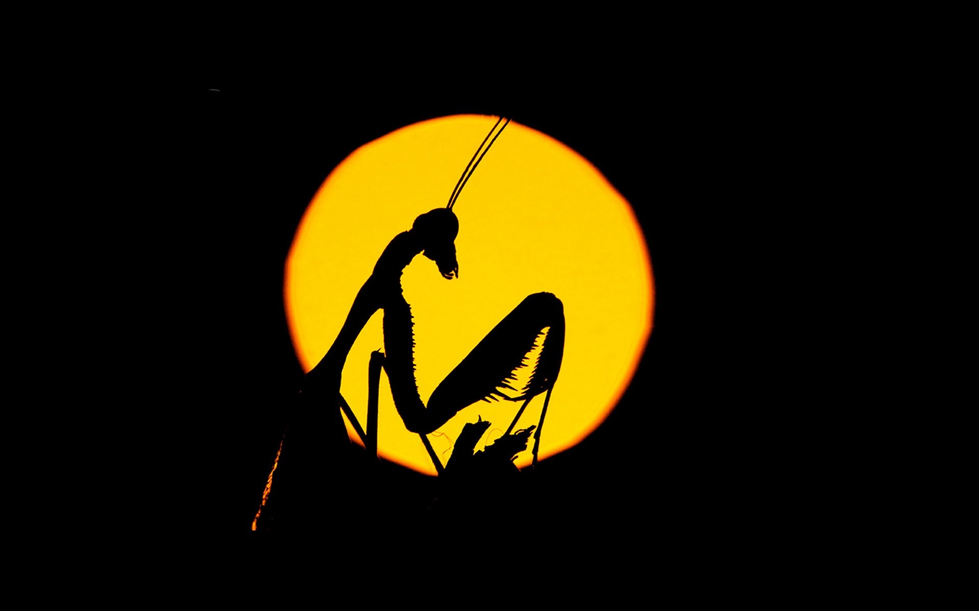 illustration, nature, logo, yellow, circle, brand, Praying Mantis, number, computer wallpaper, font Gallery HD Wallpaper