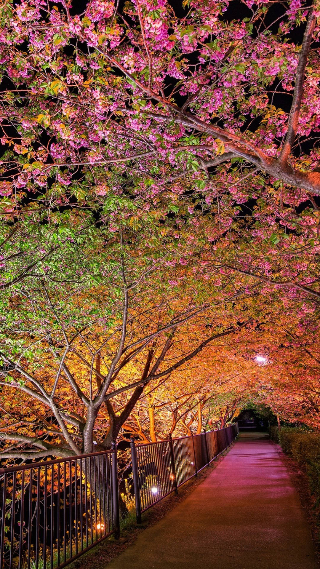 Download Spring Night Sakura Tree Wallpaper