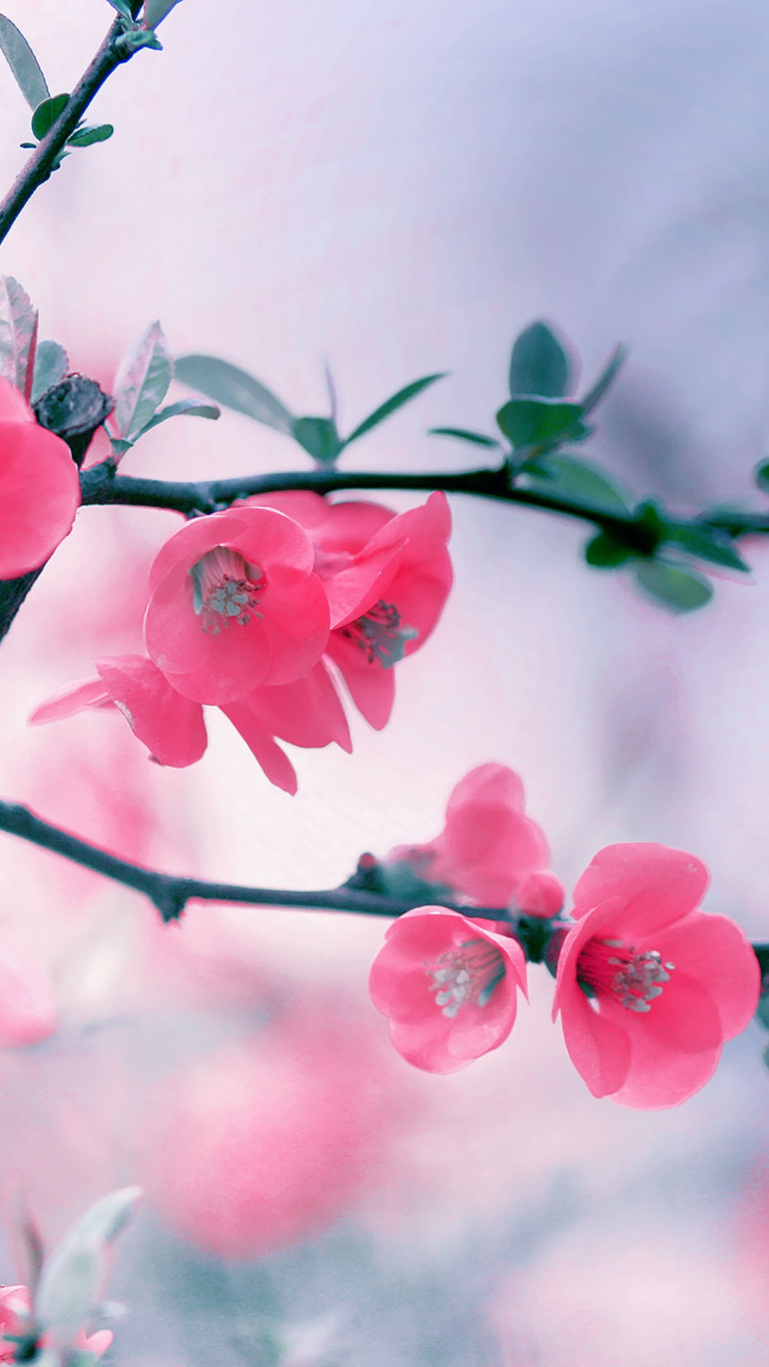 Pink Blossom Flowers HTC One M9 wallpaper for download