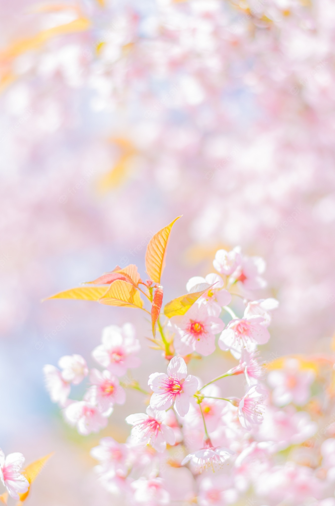 Beautiful Spring Background Image