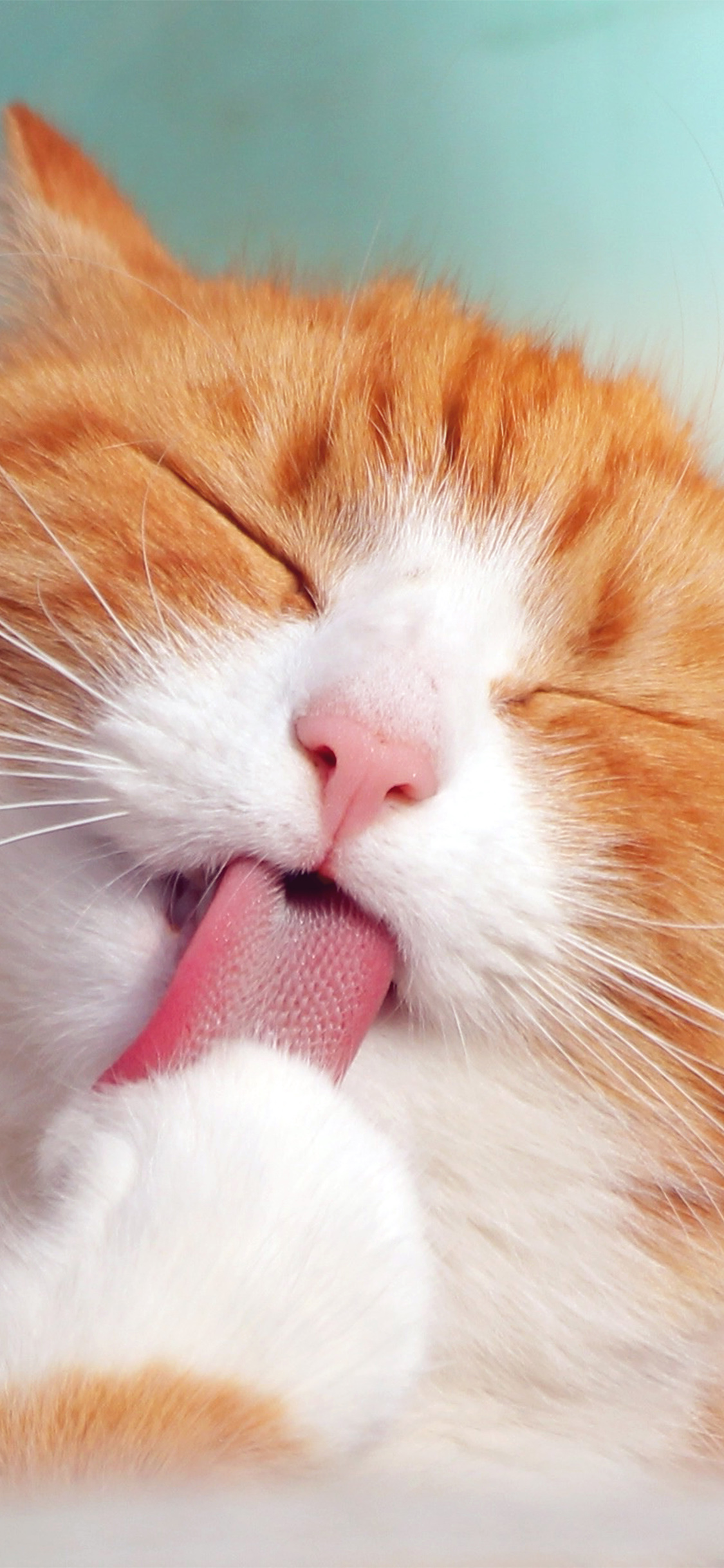 happycat animal cute smile orange