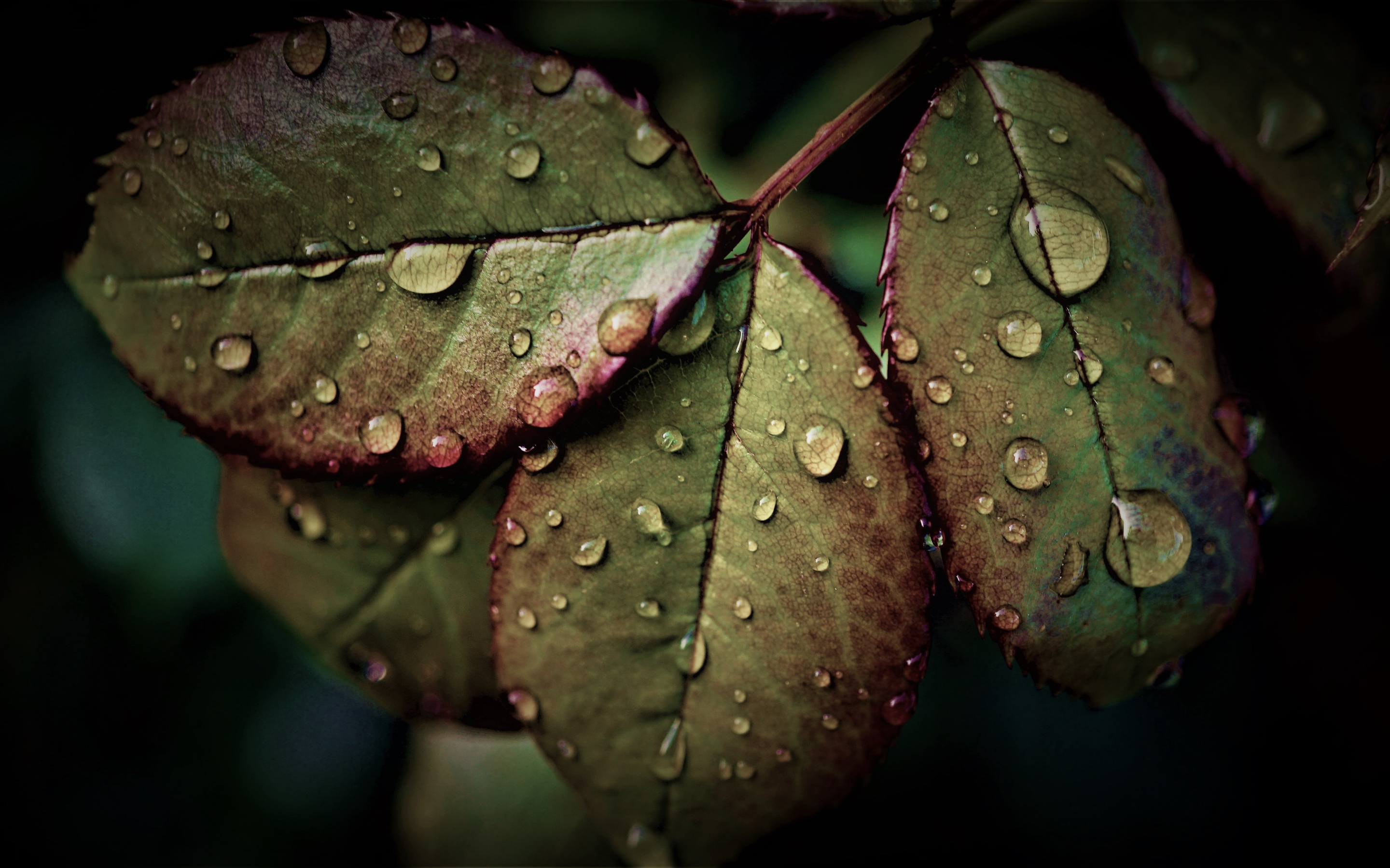 Wet Leaves Wallpaper 4K, Rainy Weather, Nature