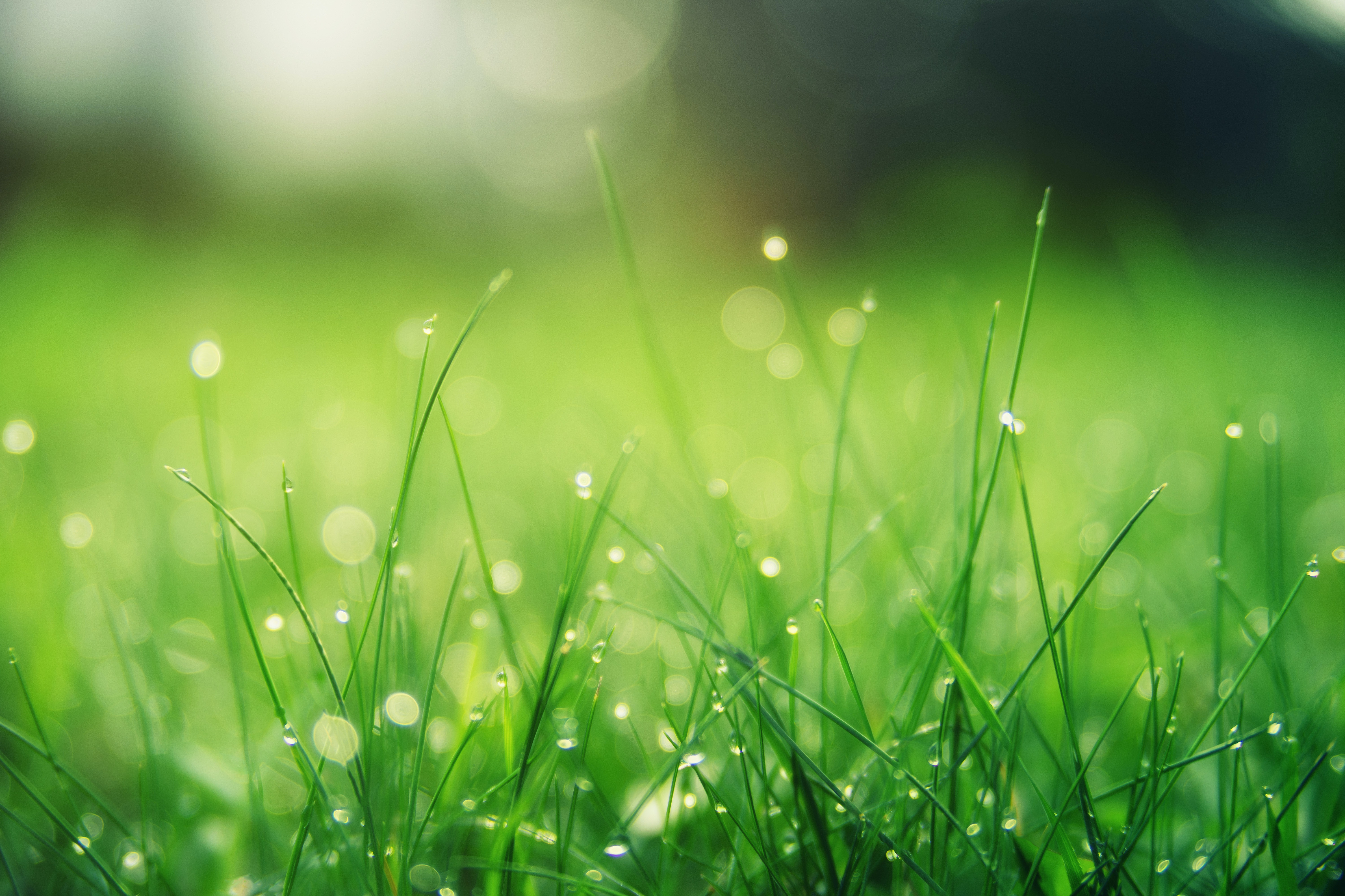 Grass Background Photo, Download
