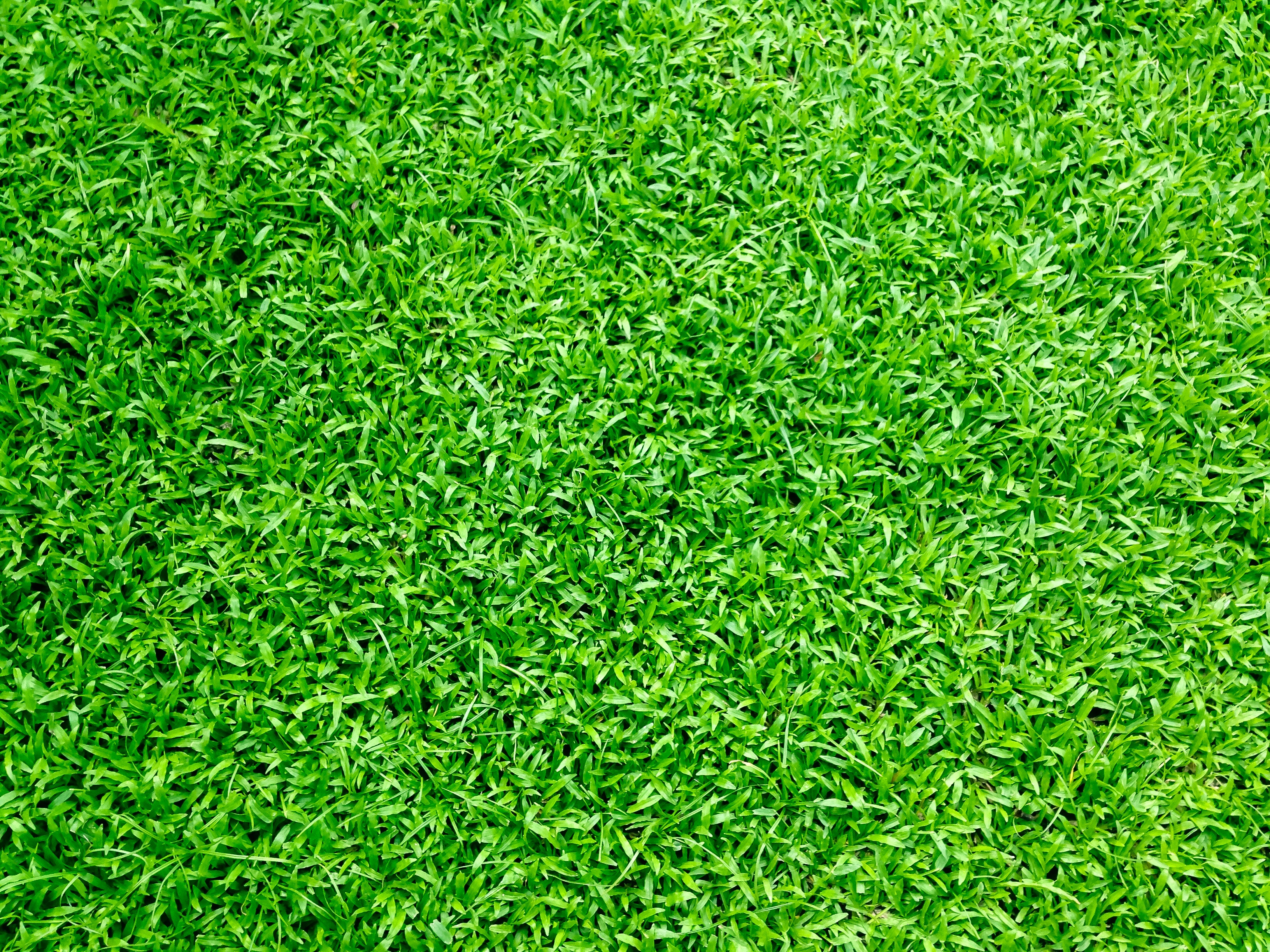 Grass Background Photo, Download