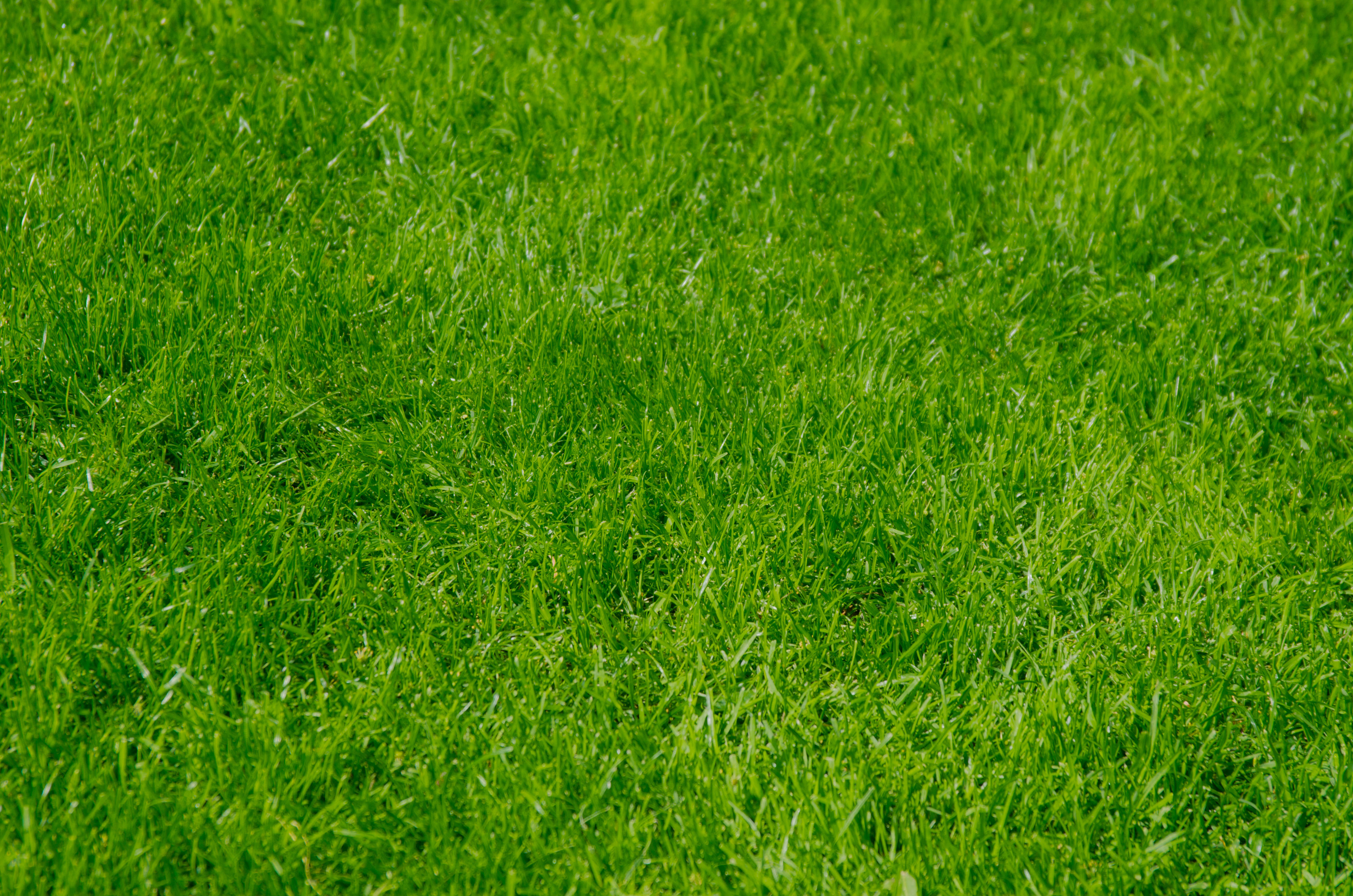grass Wallpaper. Wallpaper