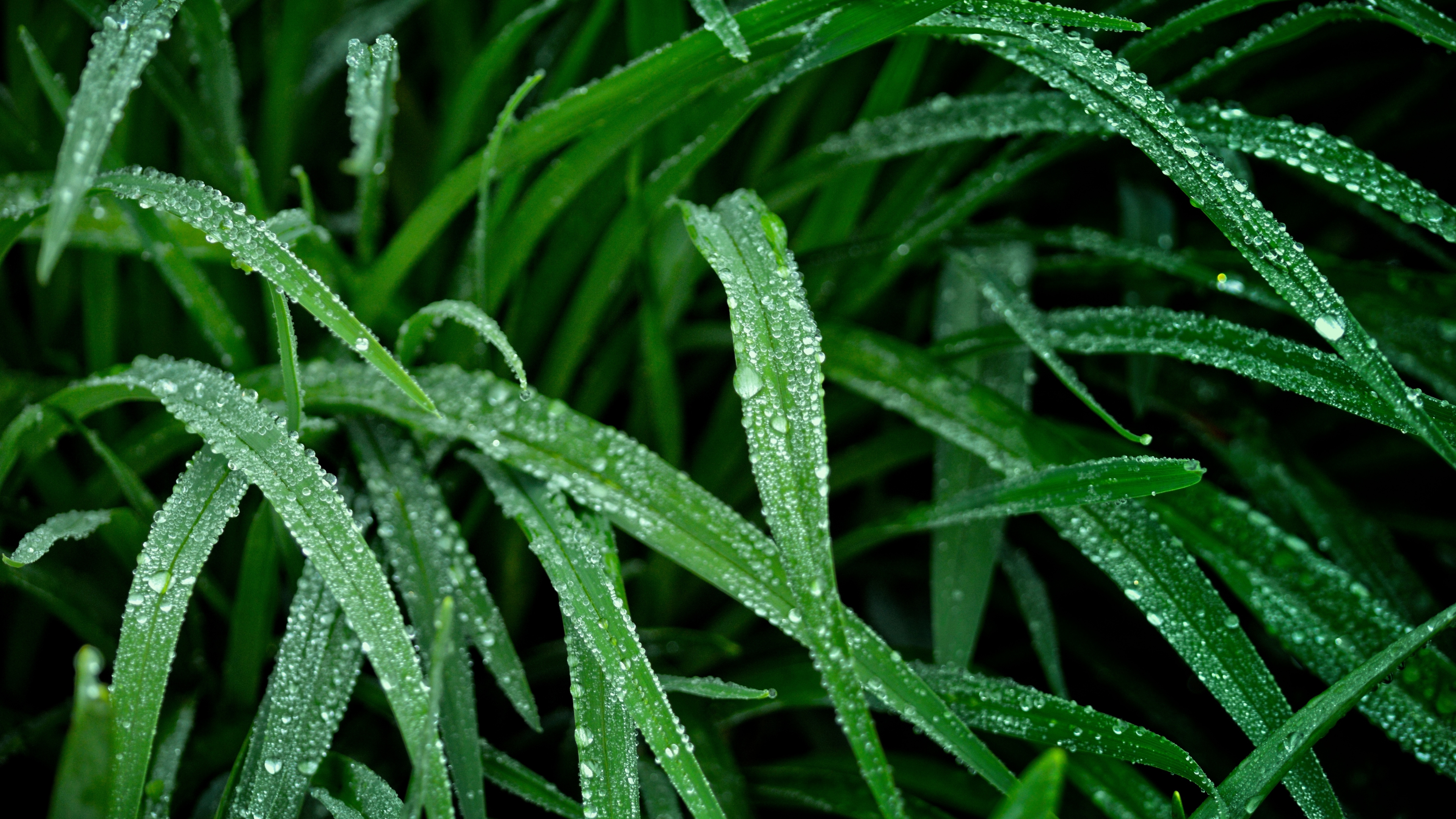 Download wallpaper 3840x2160 green grass, nature, droplets 4k wallpaper, uhd wallpaper, 16:9 widescreen 3840x2160 HD background, 8034