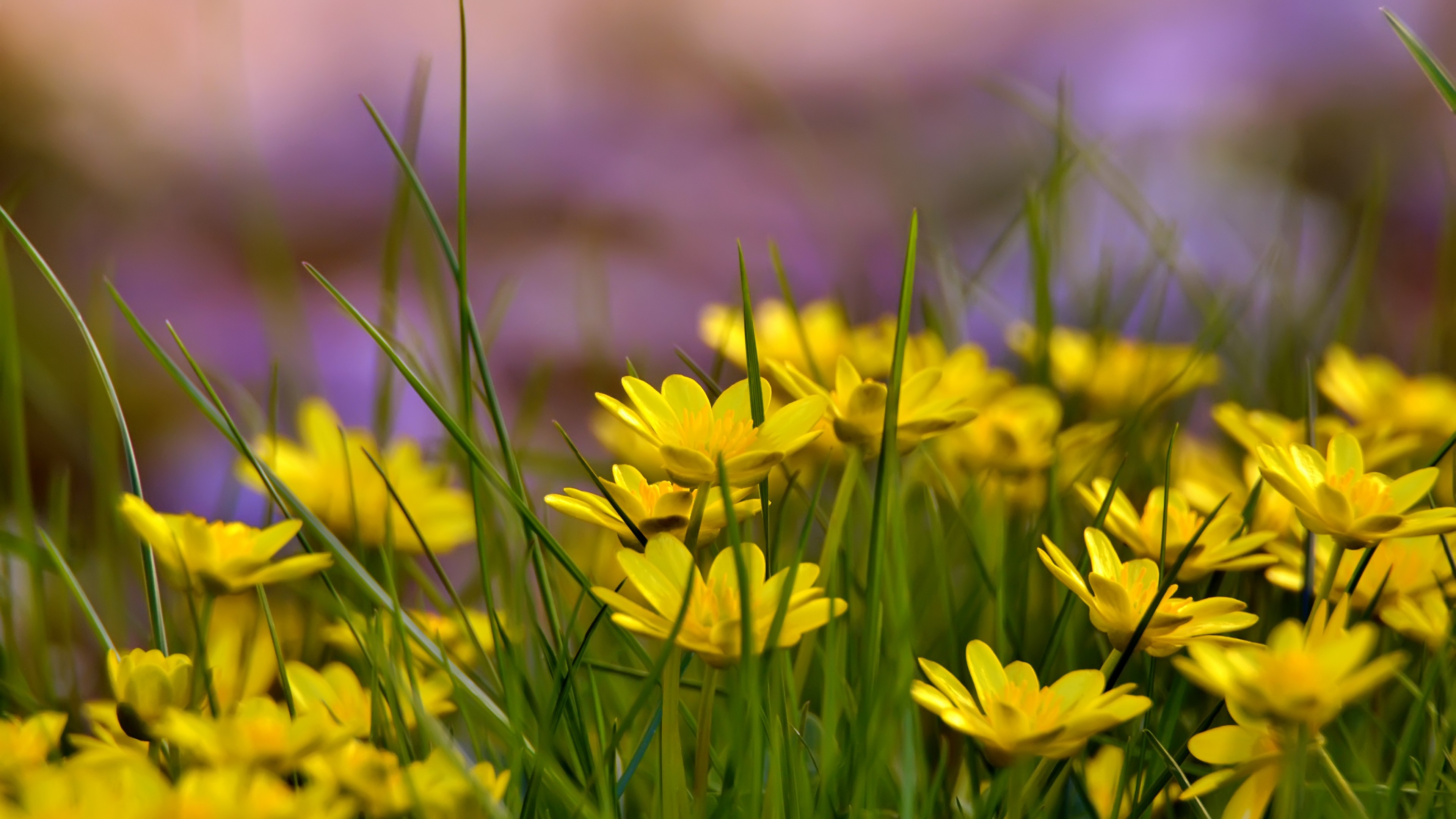 Flowers, 4k, HD wallpaper, green grass