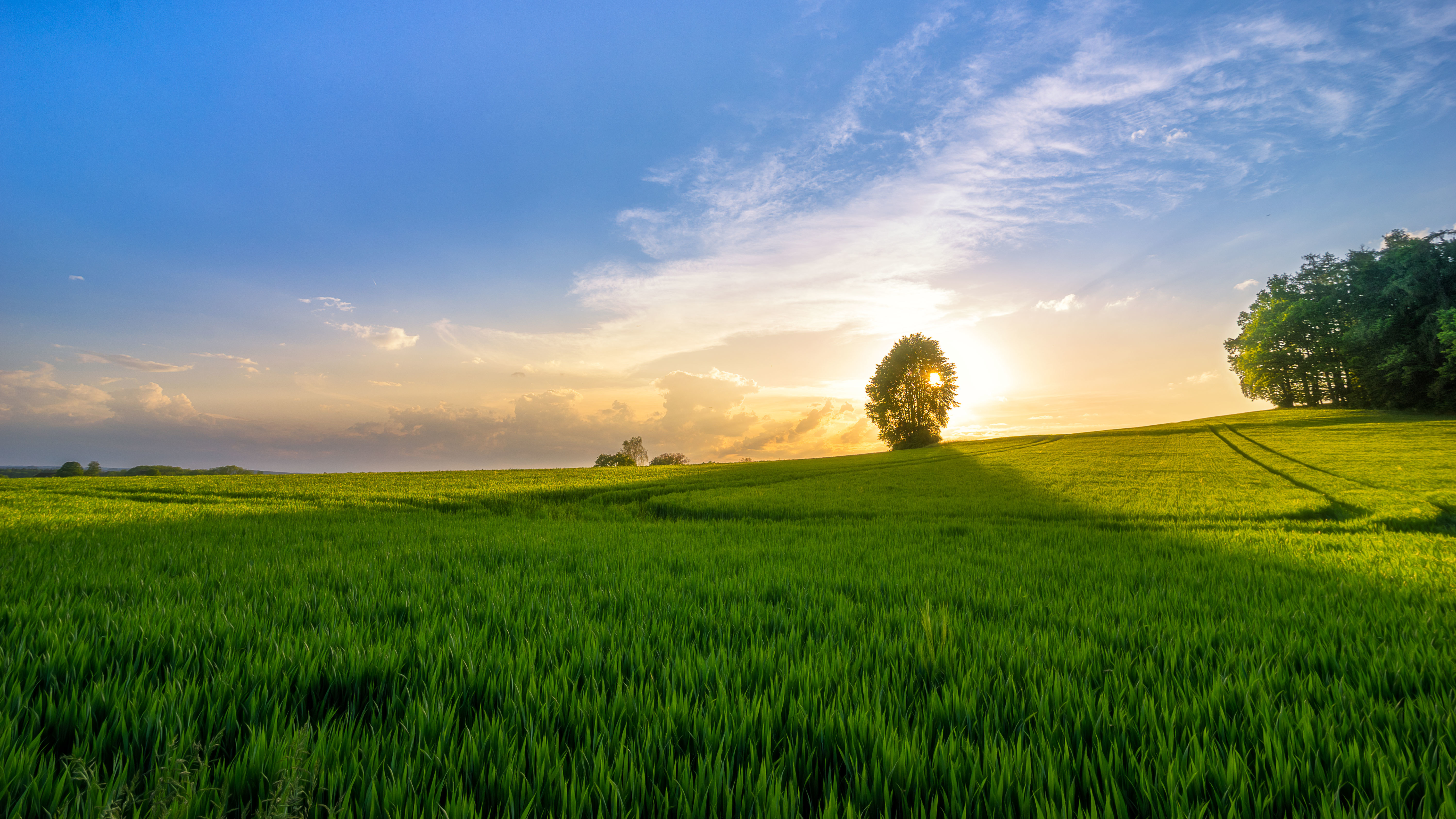 Wallpaper Green Grass Field Under Blue Sky During Daytime, Background Free Image