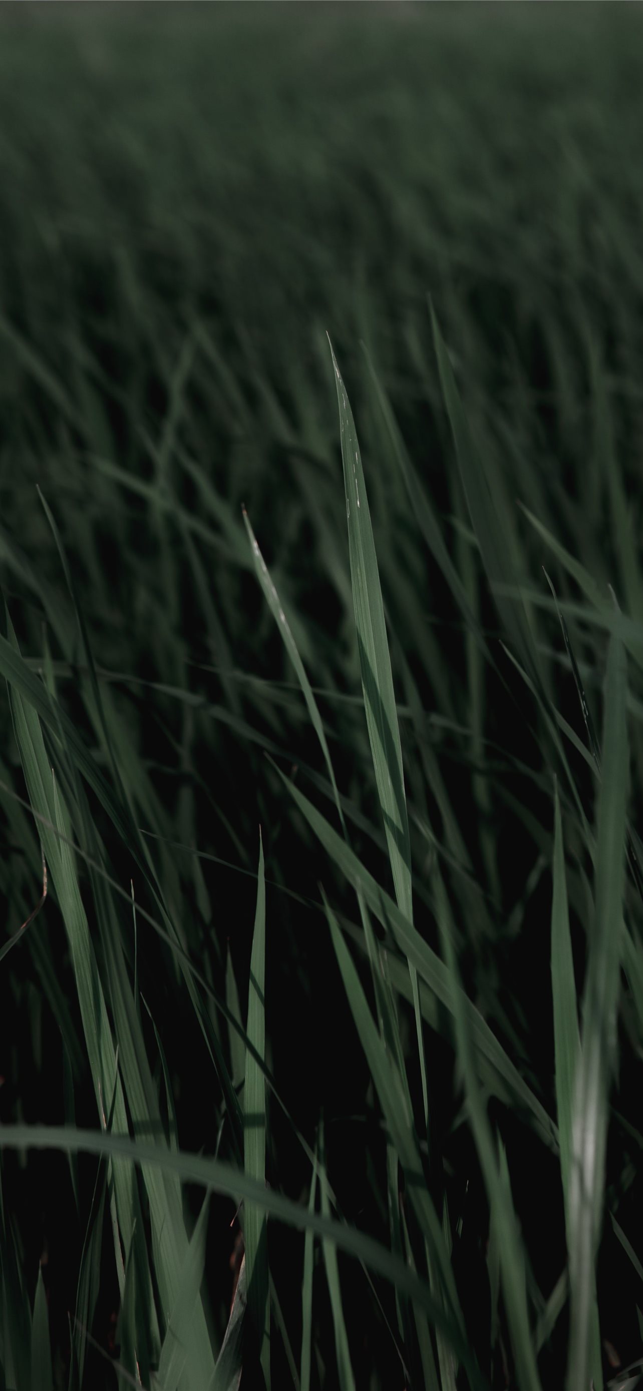 Grass iPhone Wallpapers - Wallpaper Cave