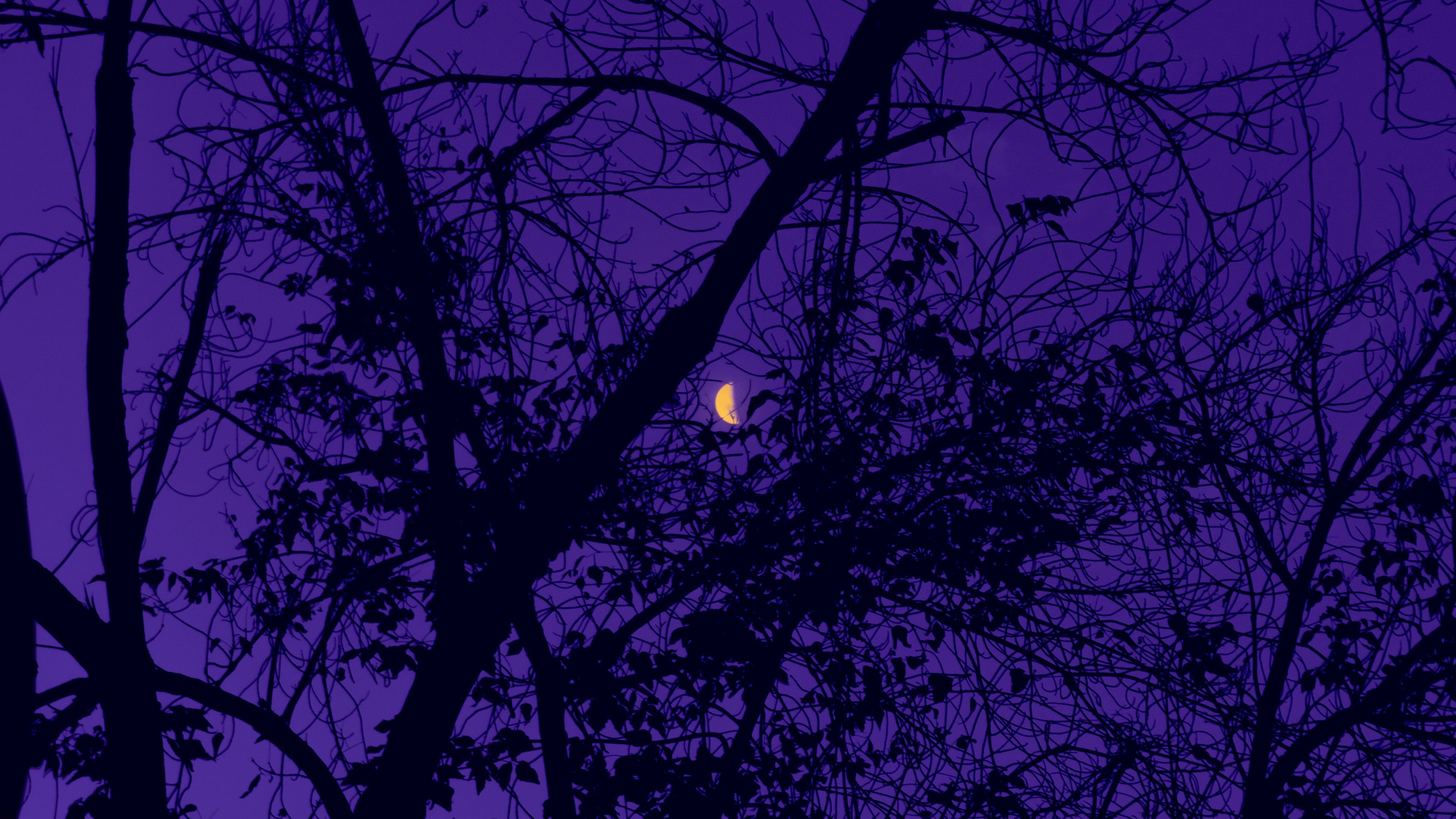 Download wallpaper 3840x2160 trees, the moon, night, sky, purple 4k uhd 16:9 HD background