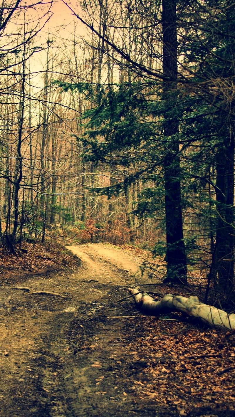 Download Wallpaper 800x1420 Forest, Trail, Trees, Summer Iphone Se 5s 5c 5 For Parallax HD Background