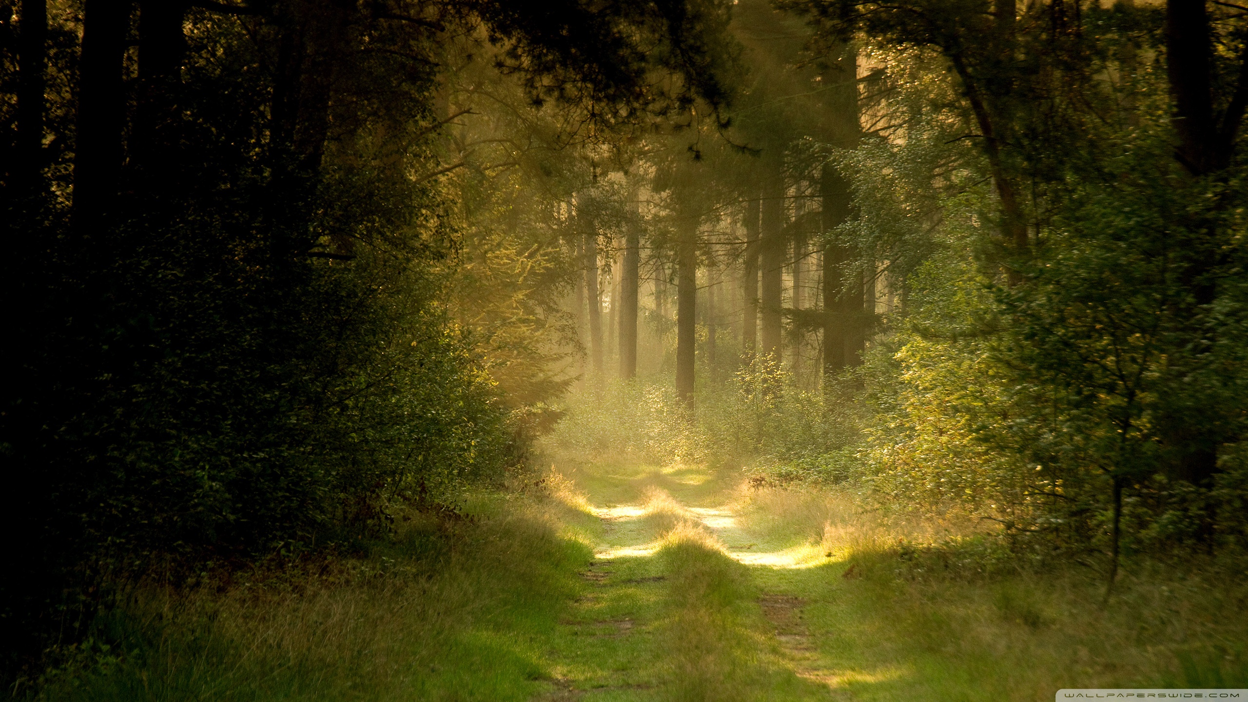 Desktop Background Wallpaper