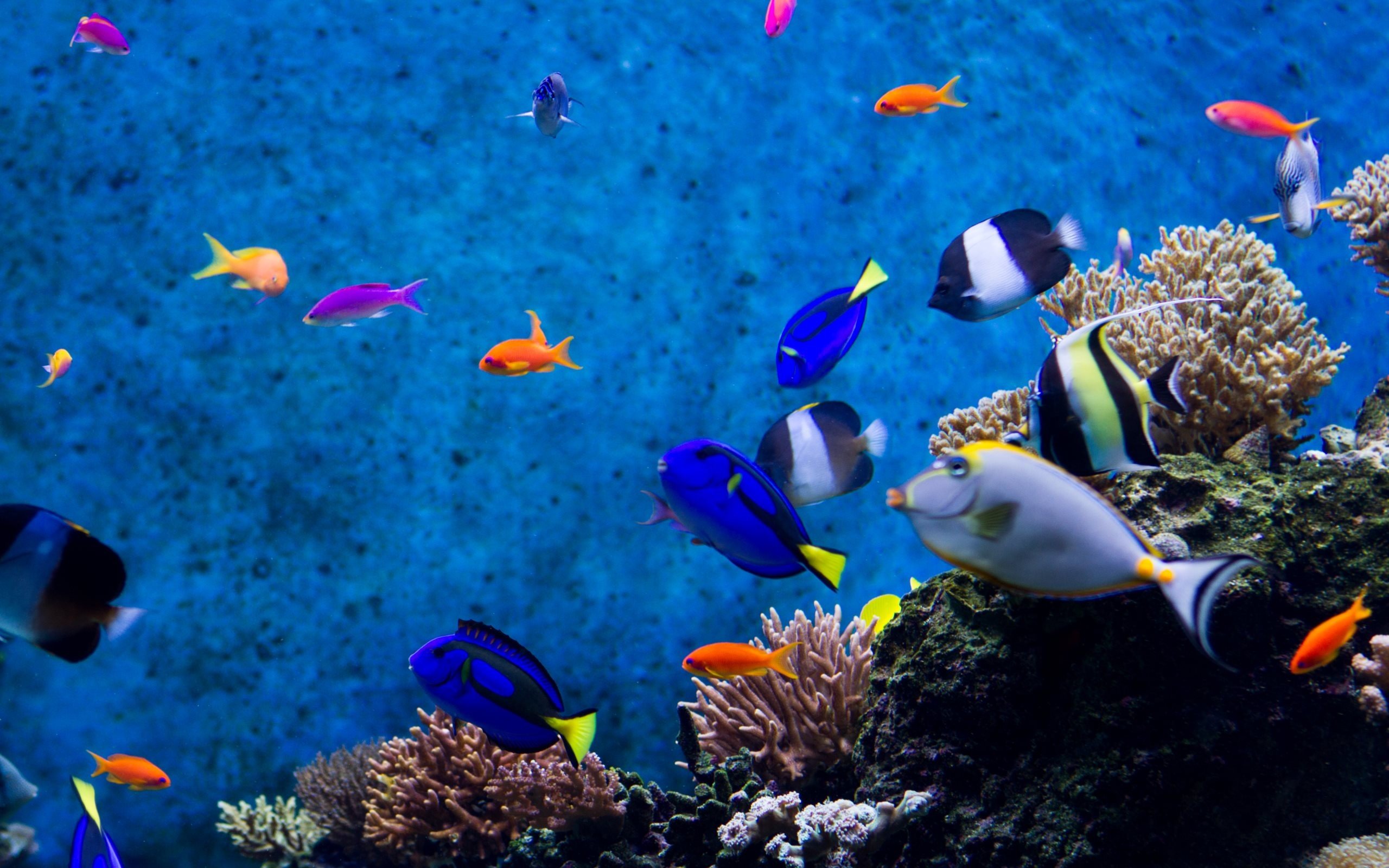 Aquarium Photos, Download The BEST Free Aquarium Stock Photos & HD Images