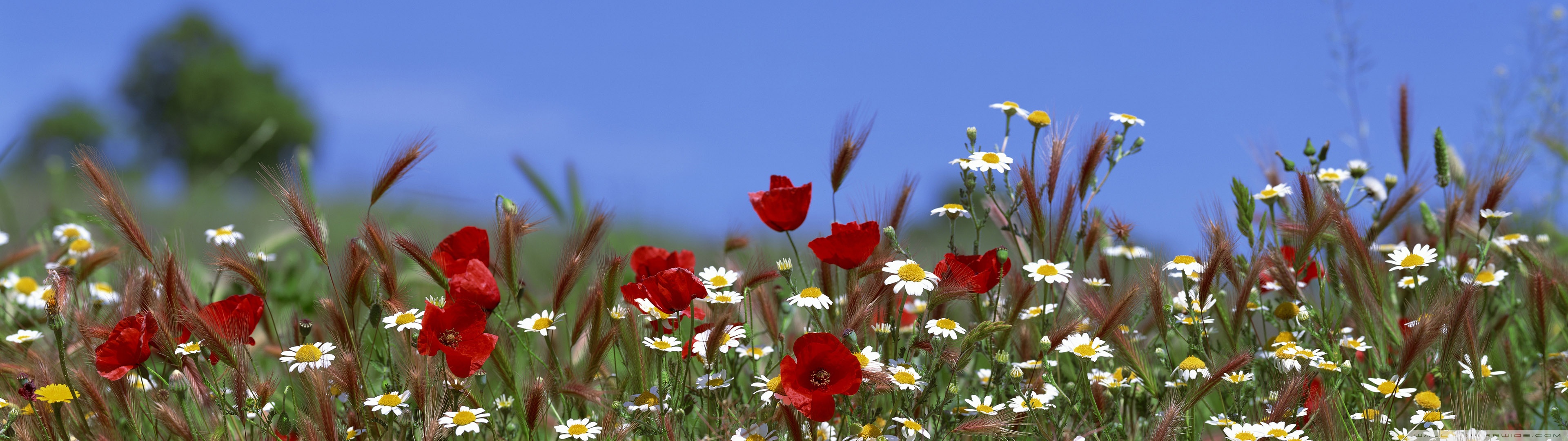 Field Of Flowers Summer Ultra HD Desktop Background Wallpaper for 4K UHD TV