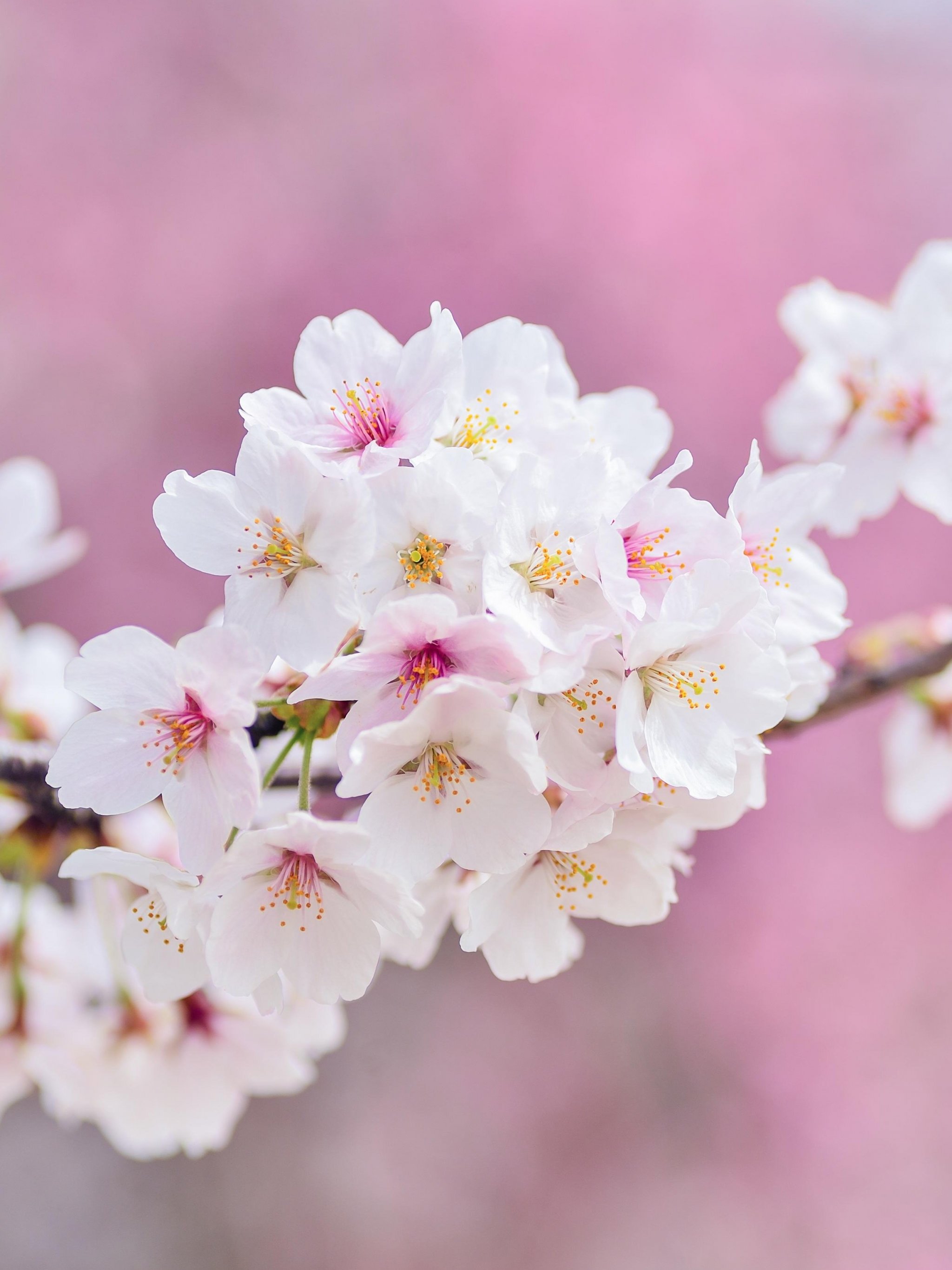 Spring Blossoms Wallpaper