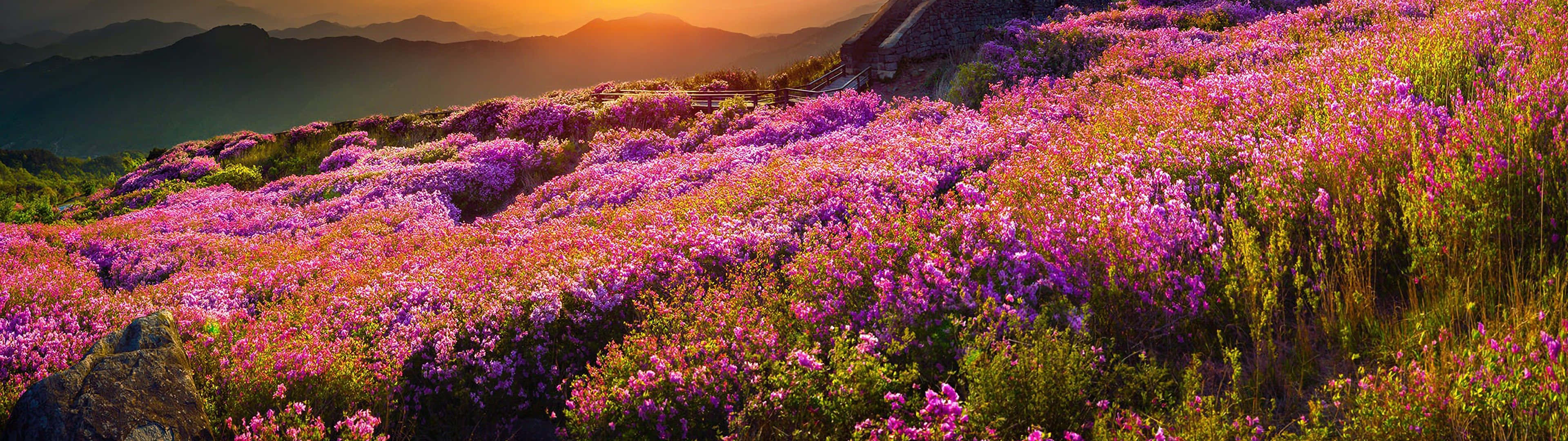 Download Enjoy the beauty of spring with a dual monitor Wallpaper