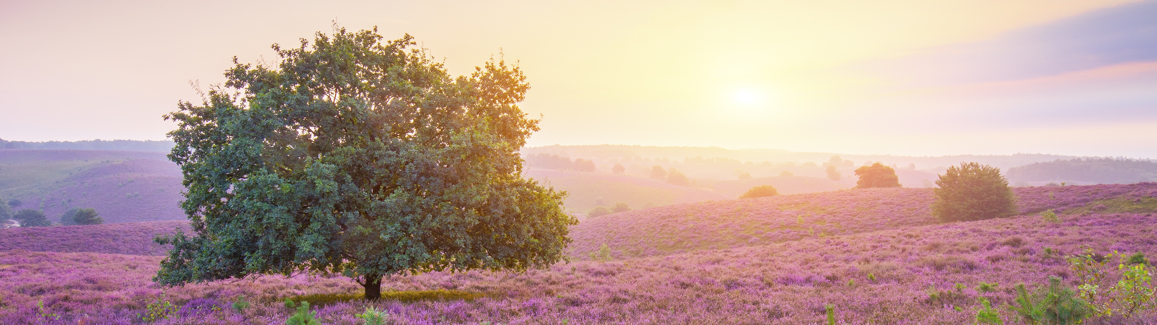 Spring Wallpaper 4K, Sunrise, Landscape, Nature