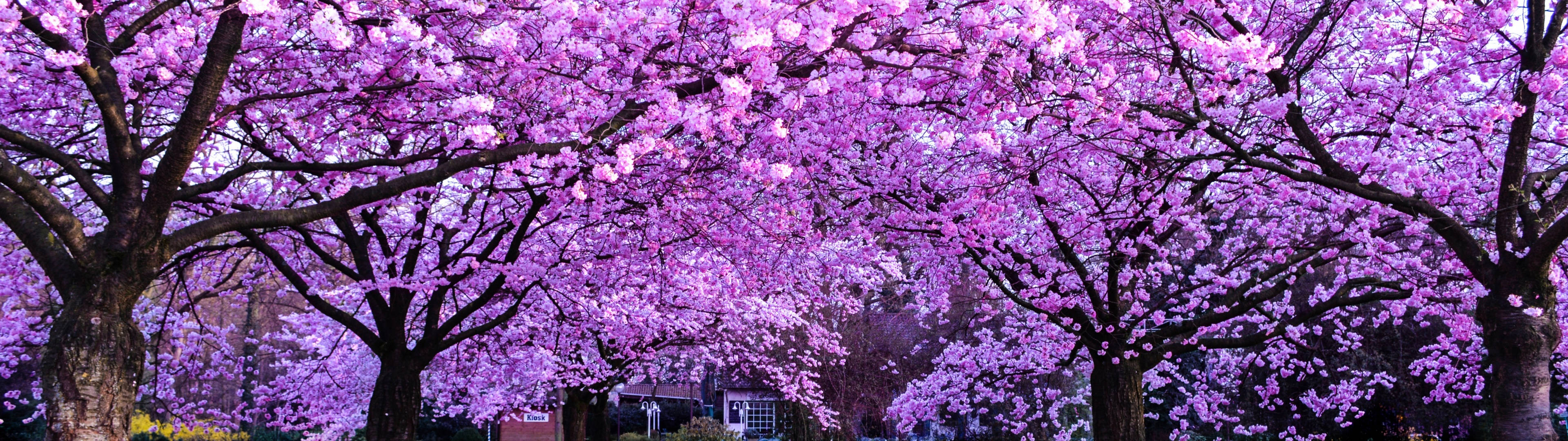 Download 3840x1080 4K Cherry Blossom Trees Wallpaper