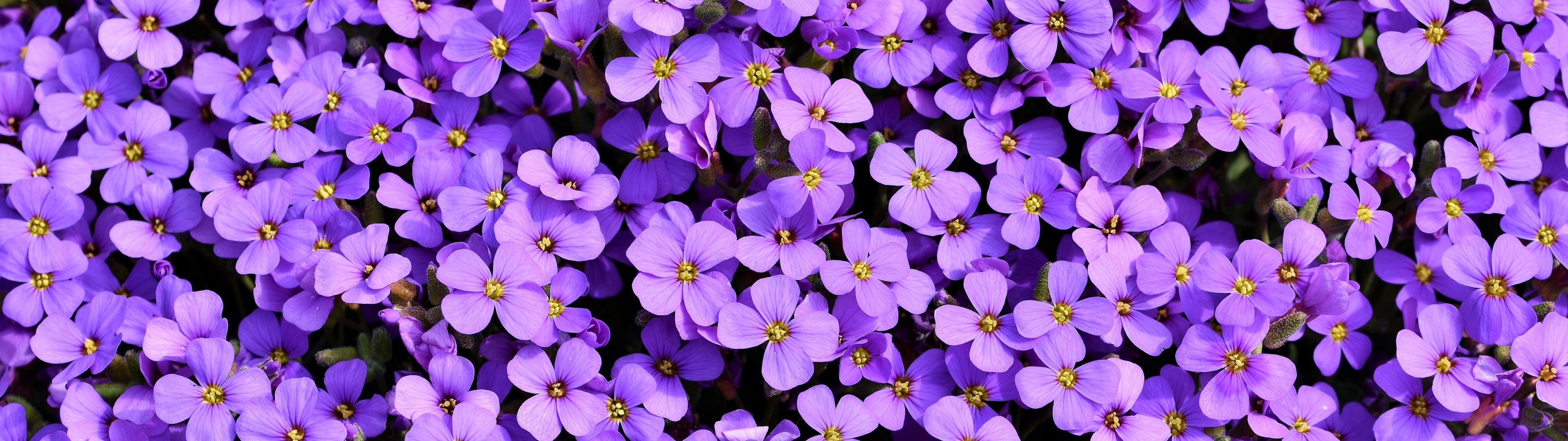 Aubrieta Wallpaper 4K, Violet flowers