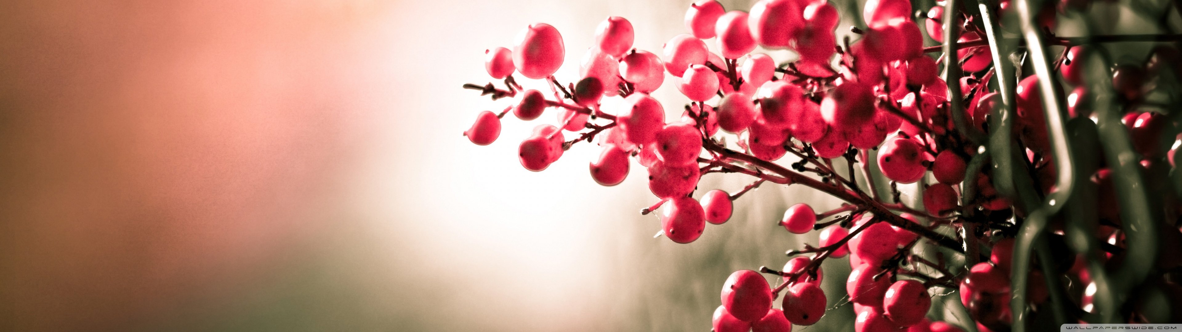 Wallpaper, 3840x1080 px, dual, fruit, monitor, multi, multiple, red, Rouge, screen 3840x1080