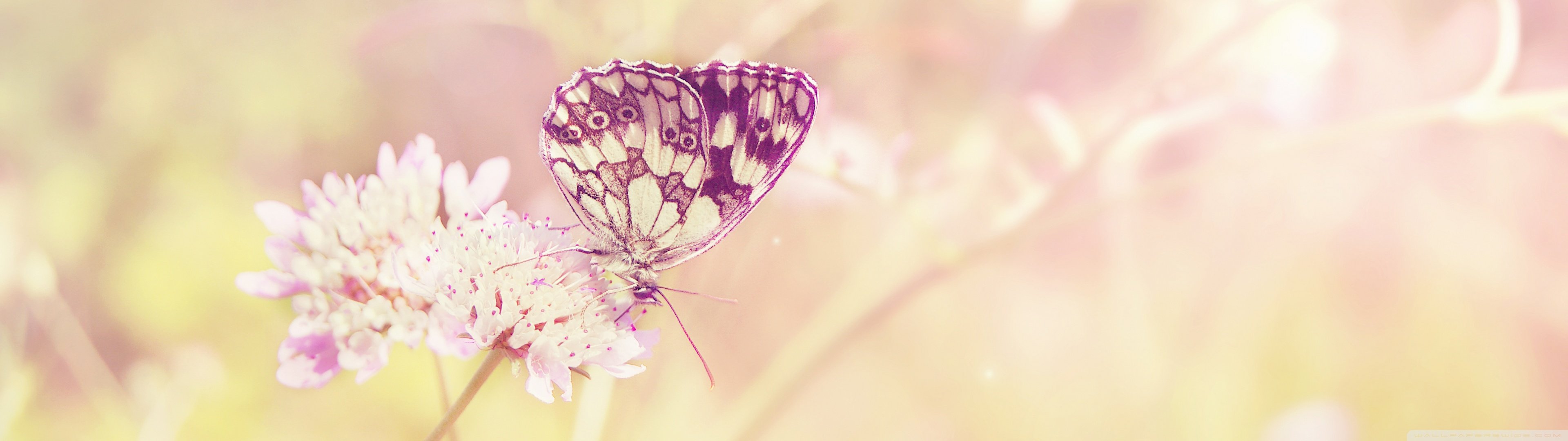 Wallpaper, 3840x1080 px, butterfly, dual, insect, insecte, monitor, multi, multiple, nature, papillon, screen 3840x1080