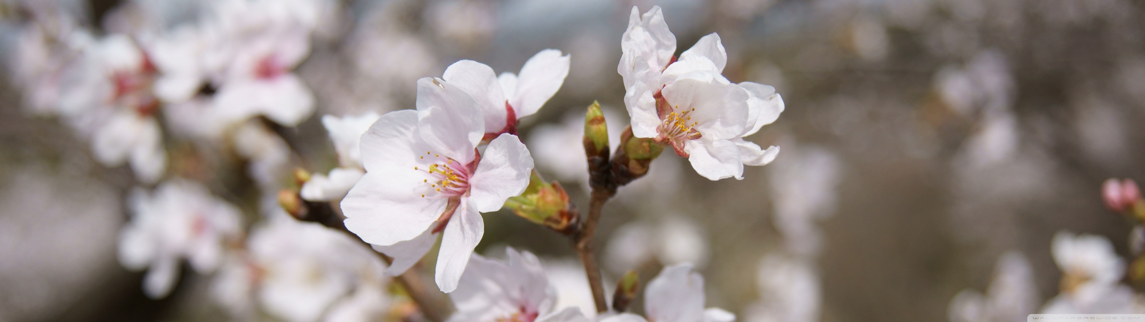Sakura Ultra HD Desktop Background Wallpaper for: Multi Display, Dual Monitor, Tablet