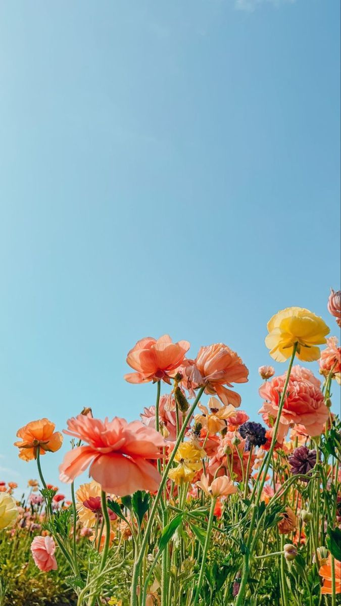 phone wallpaper, Aesthetic background